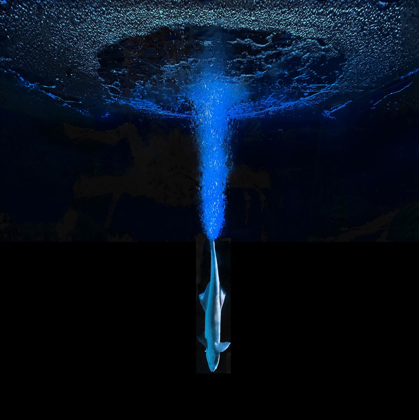 European Photography Awards Winner - The Beauty of the Deep
