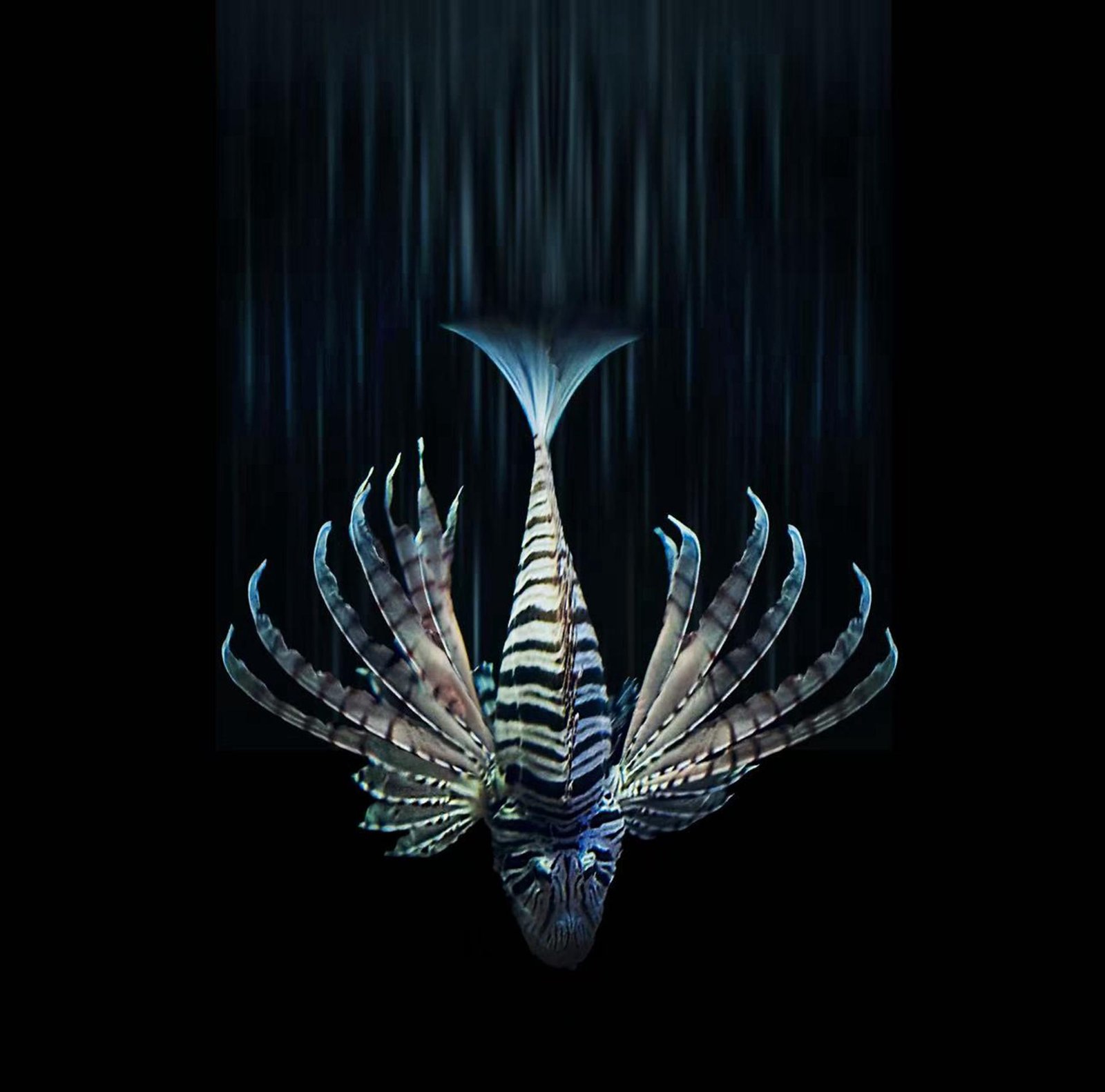 European Photography Awards Winner - The Beauty of the Deep
