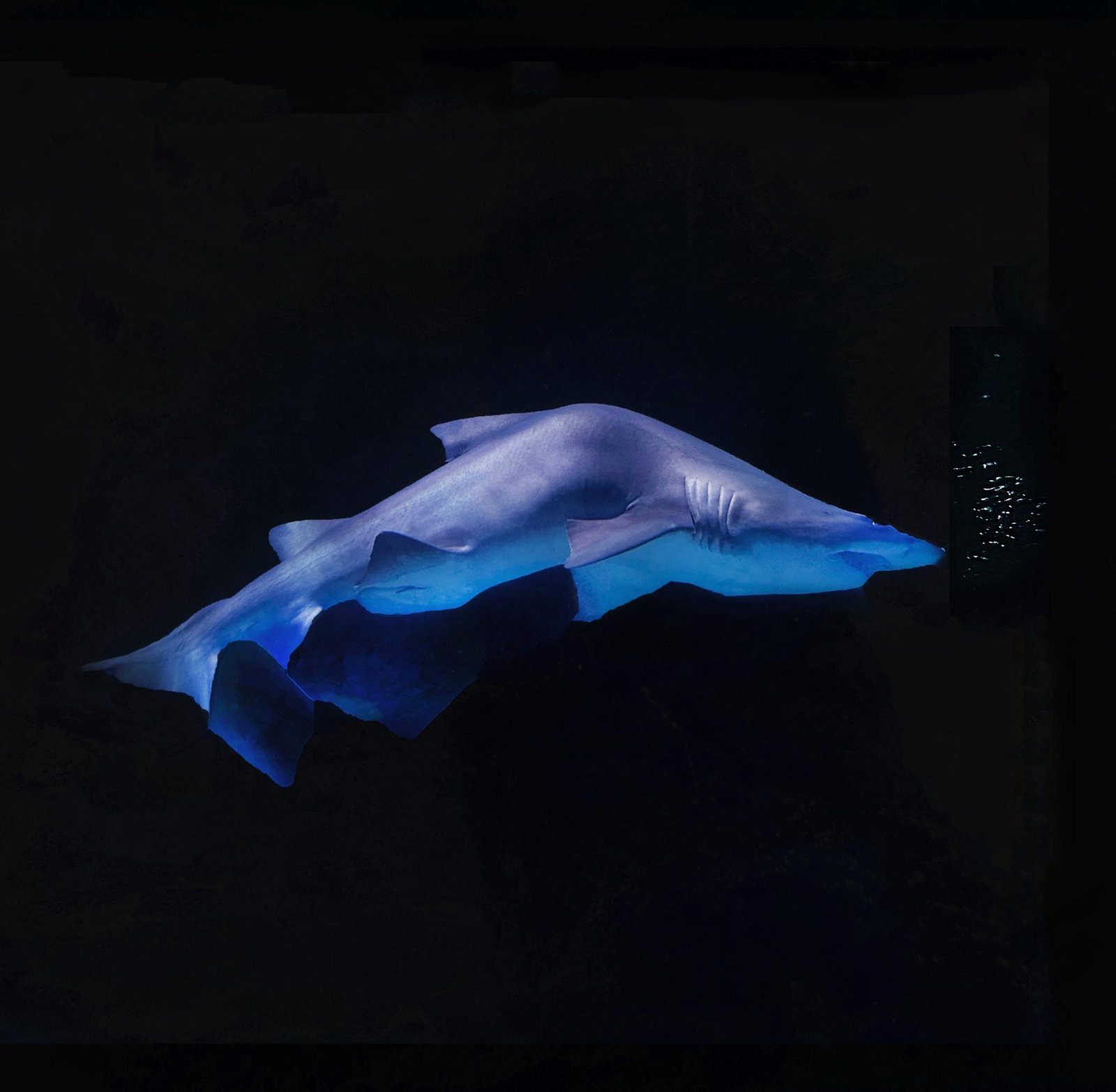 European Photography Awards Winner - The Beauty of the Deep