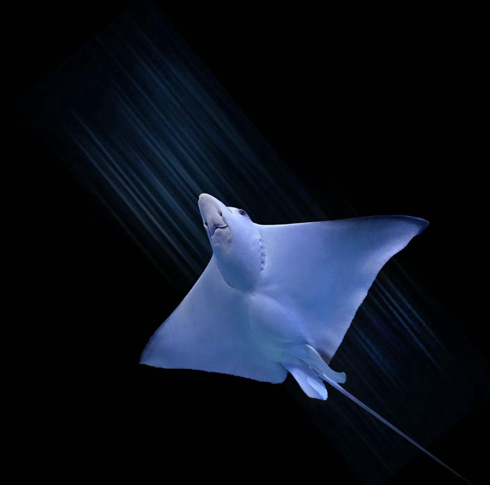 European Photography Awards Winner - The Beauty of the Deep