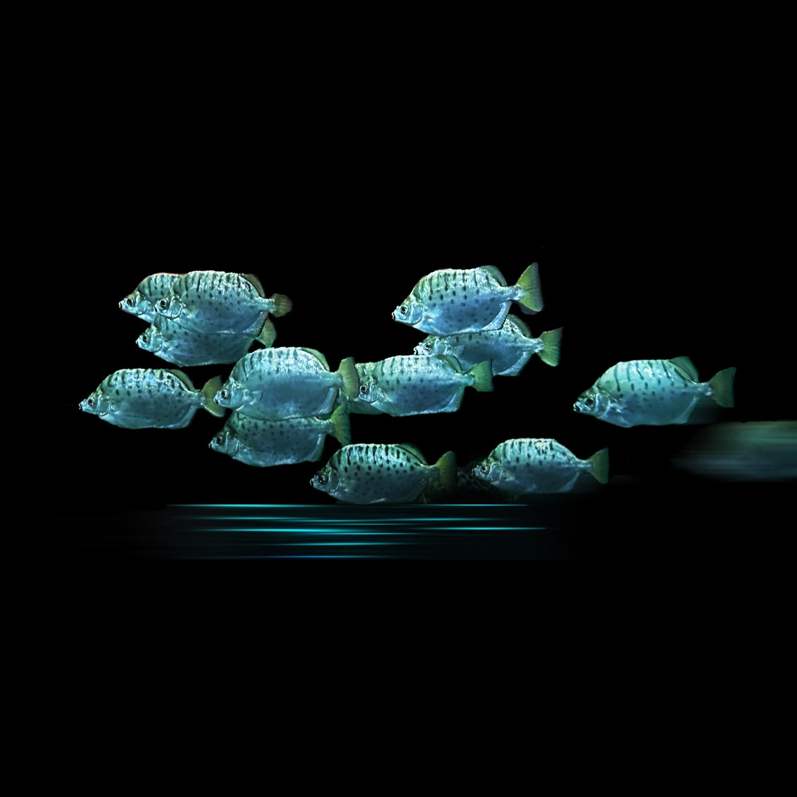 European Photography Awards Winner - The trail of a Fish