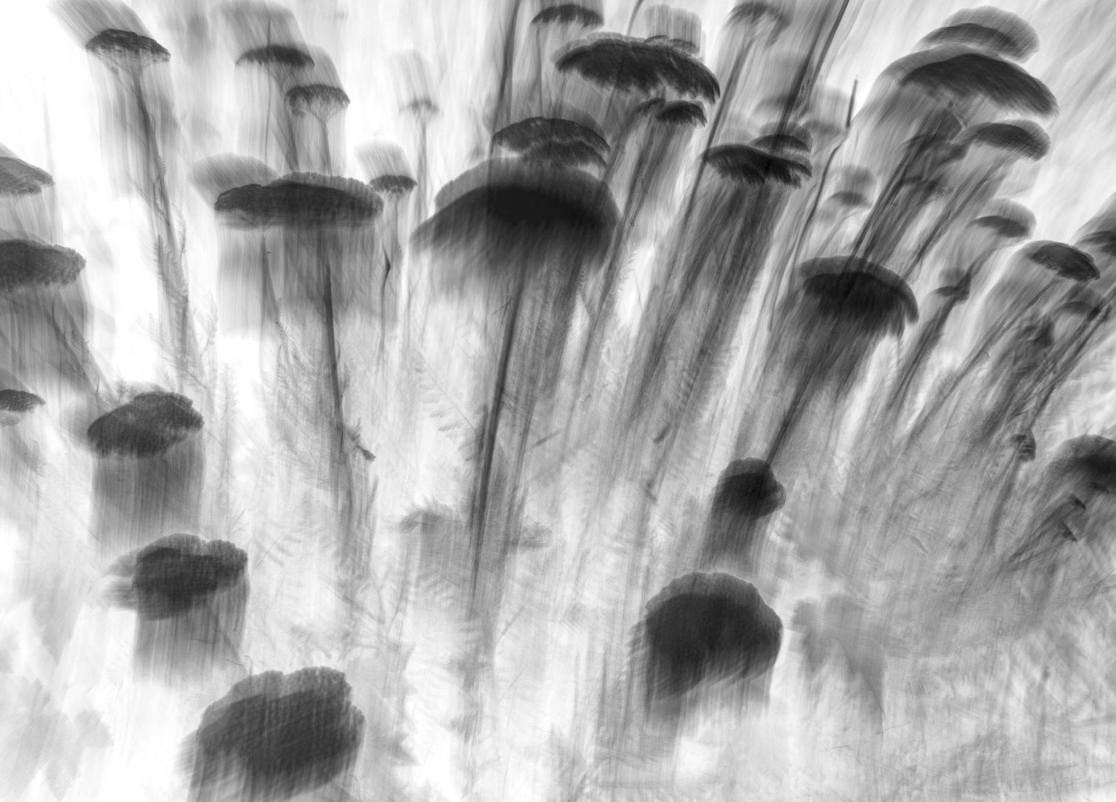 European Photography Awards Winner - Ghost Blossom