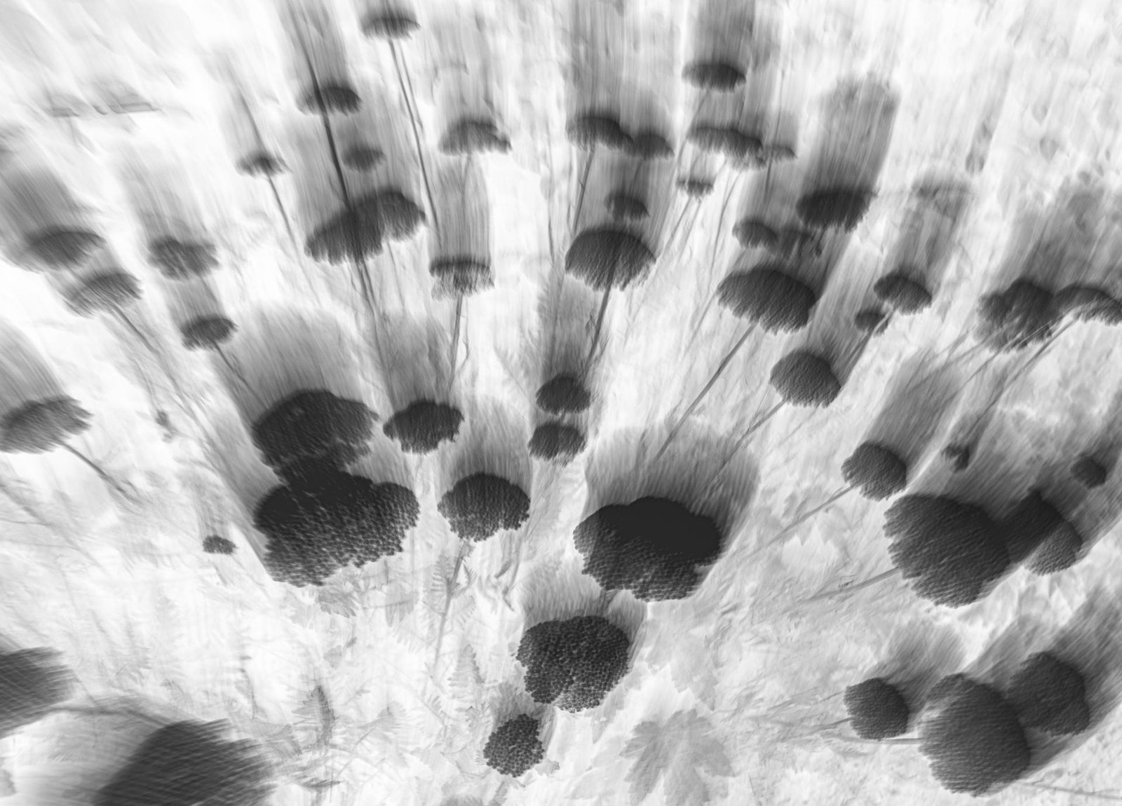 European Photography Awards Winner - Ghost Blossom