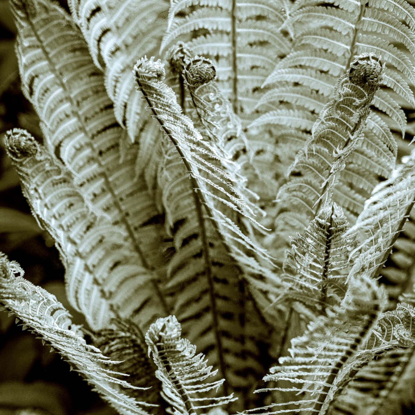 European Photography Awards Winner - The Fossil Era: A Carbon Interlude