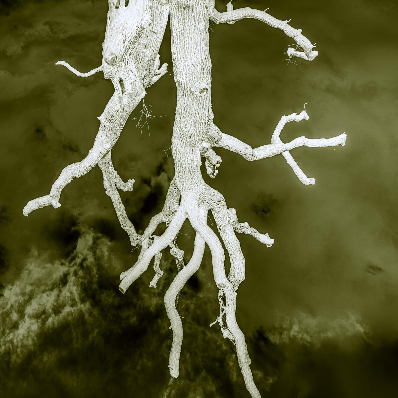 European Photography Awards Winner - Arcus photinus (Luminous Arc)