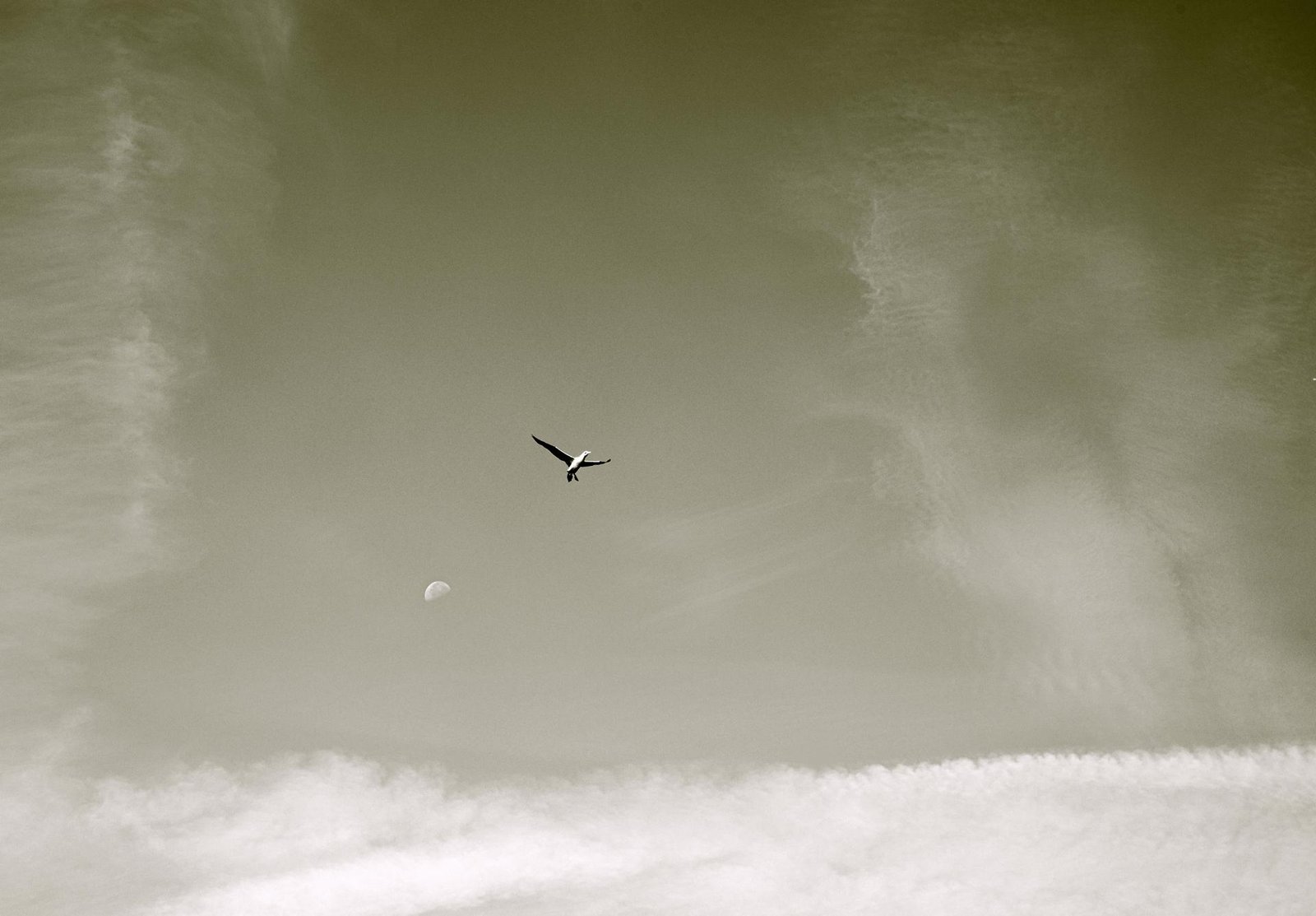 European Photography Awards Winner - Icarus Moonward - A Self-Portrait