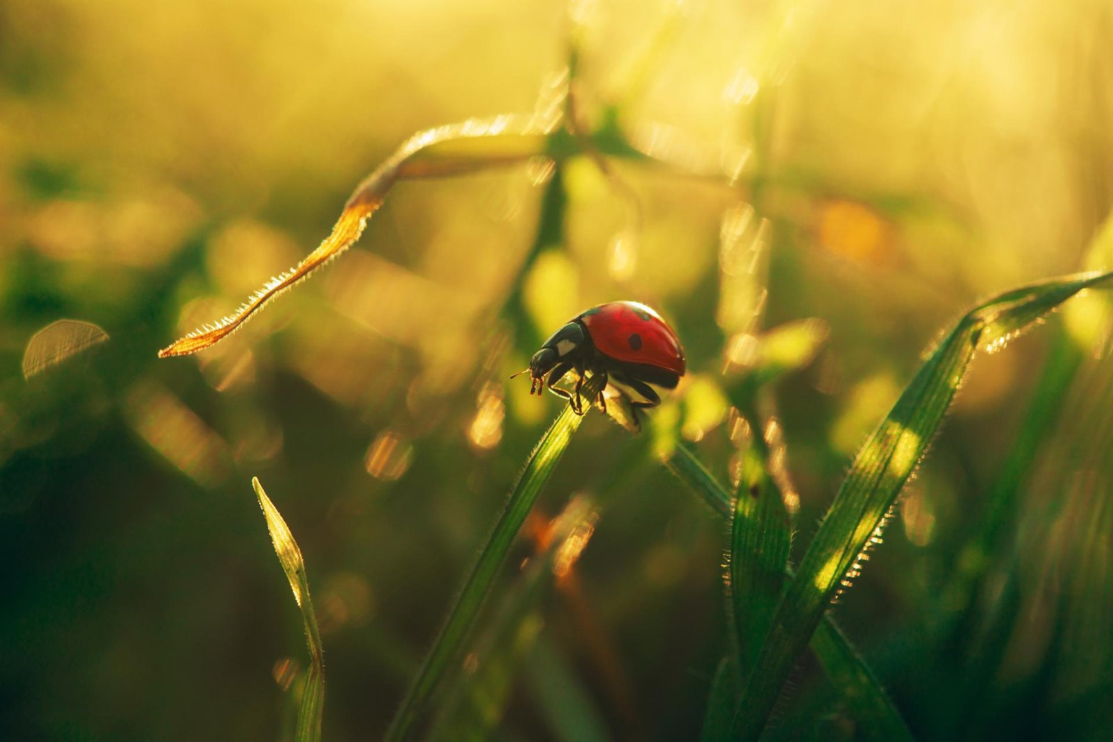 European Photography Awards Winner - Ladybugs embraced by Nature
