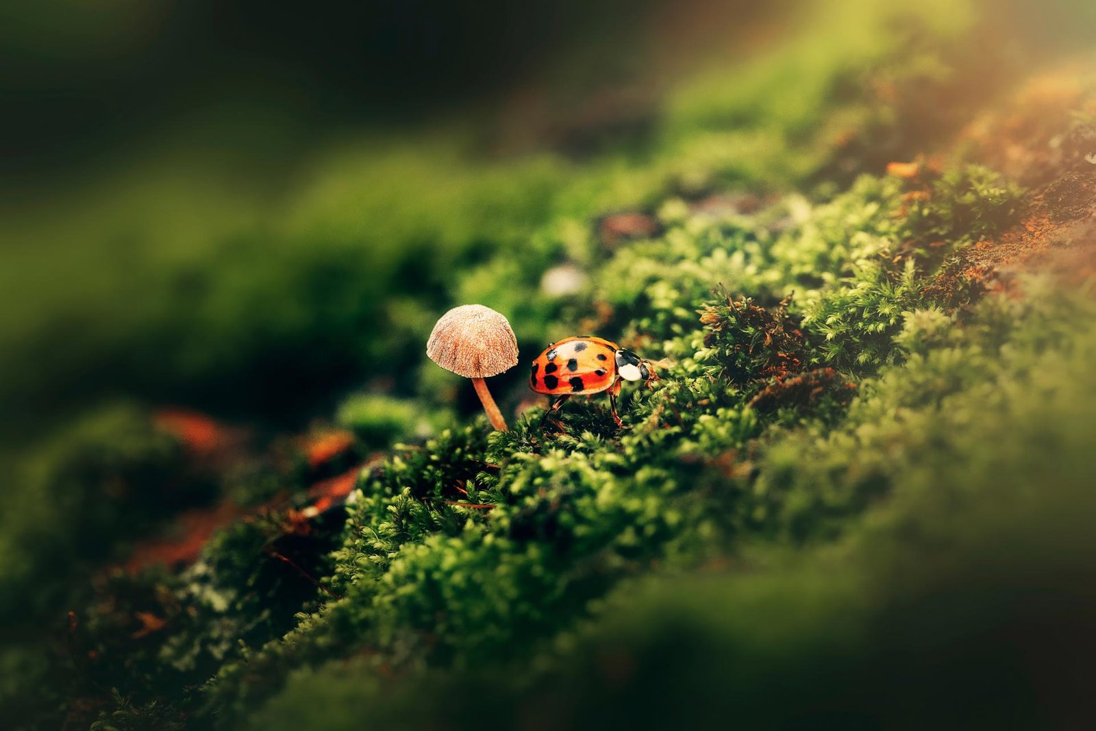 European Photography Awards Winner - Ladybugs embraced by Nature