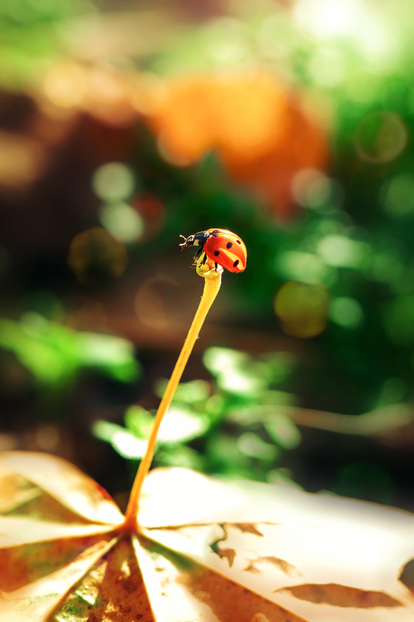 European Photography Awards Winner - Ladybugs embraced by Nature