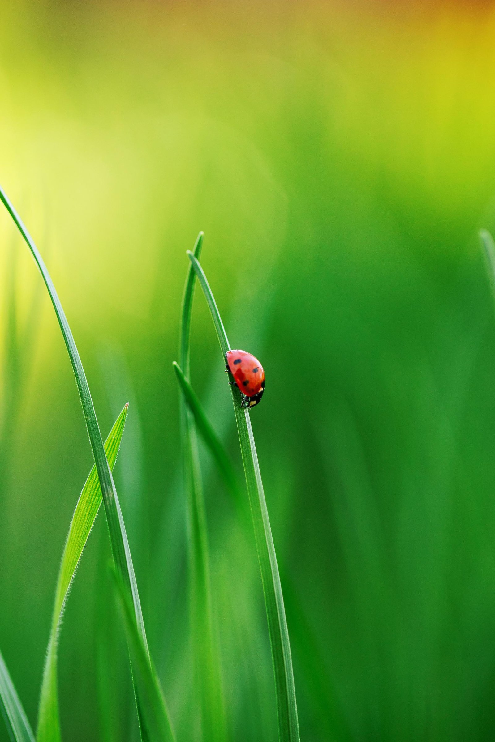 European Photography Awards Winner - Ladybugs embraced by Nature