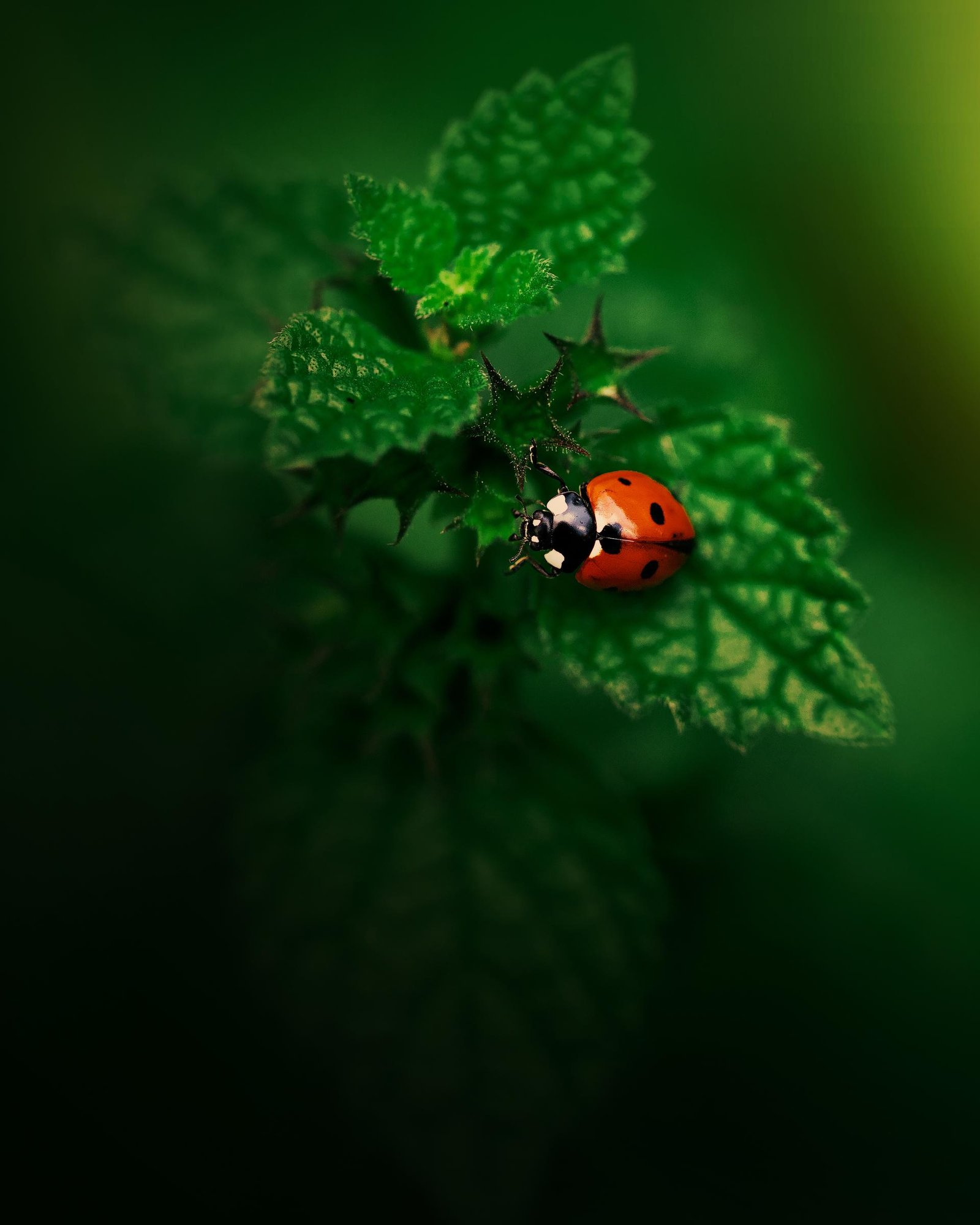 European Photography Awards Winner - Ladybugs embraced by Nature