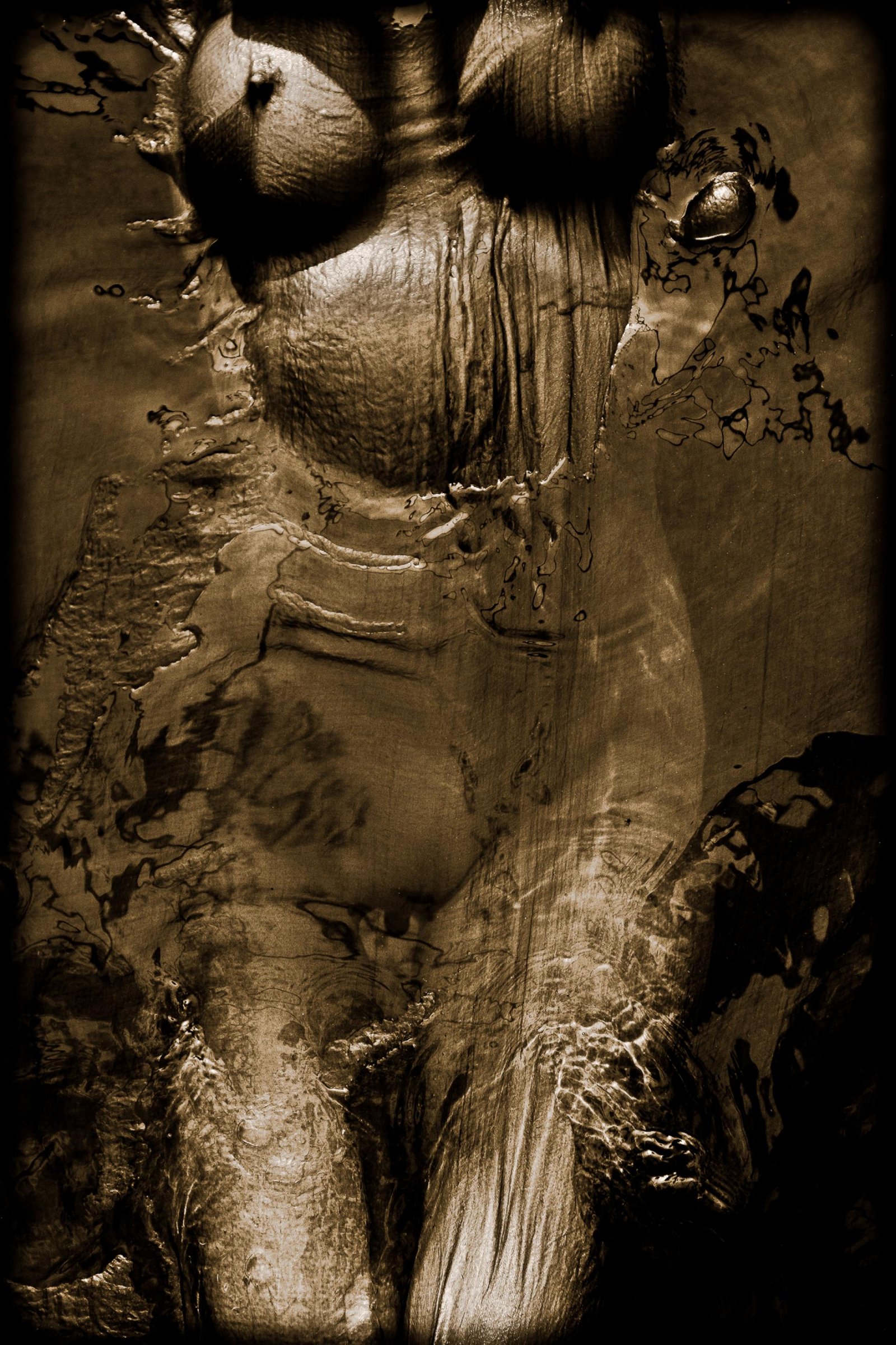 European Photography Awards Winner - Chrysopoeia Distortions