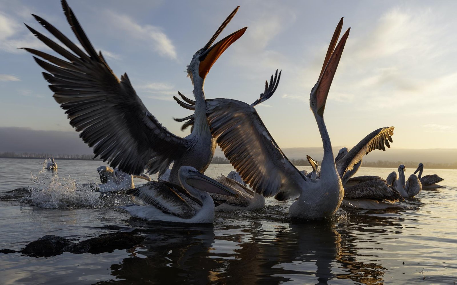European Photography Awards Winner - Dalmatian Pelicans at Sunrise