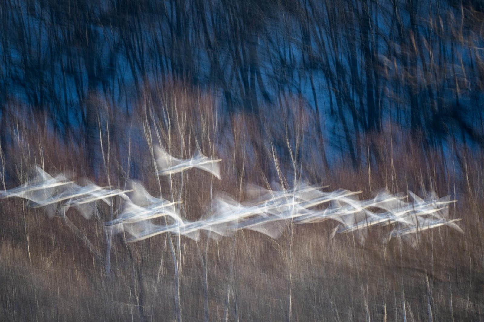 European Photography Awards Winner - Echoes in Flight