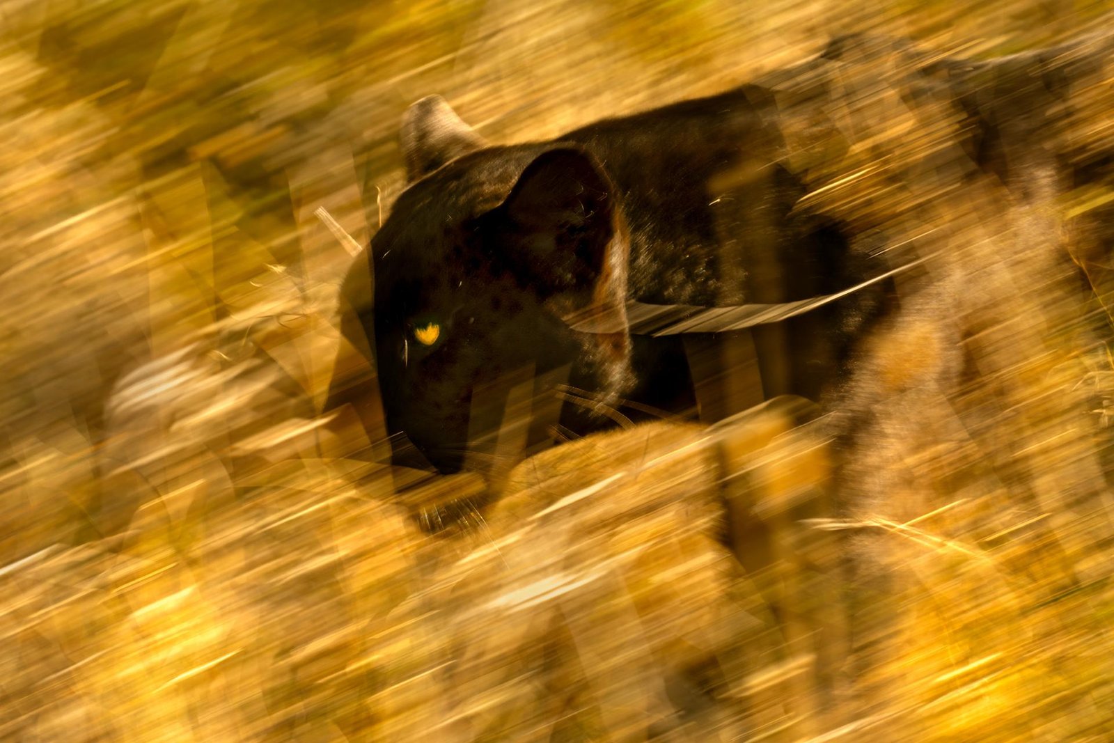 European Photography Awards Winner - Closer to the Phantom