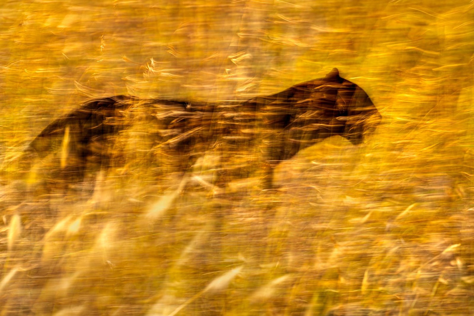European Photography Awards Winner - Golden Phantom