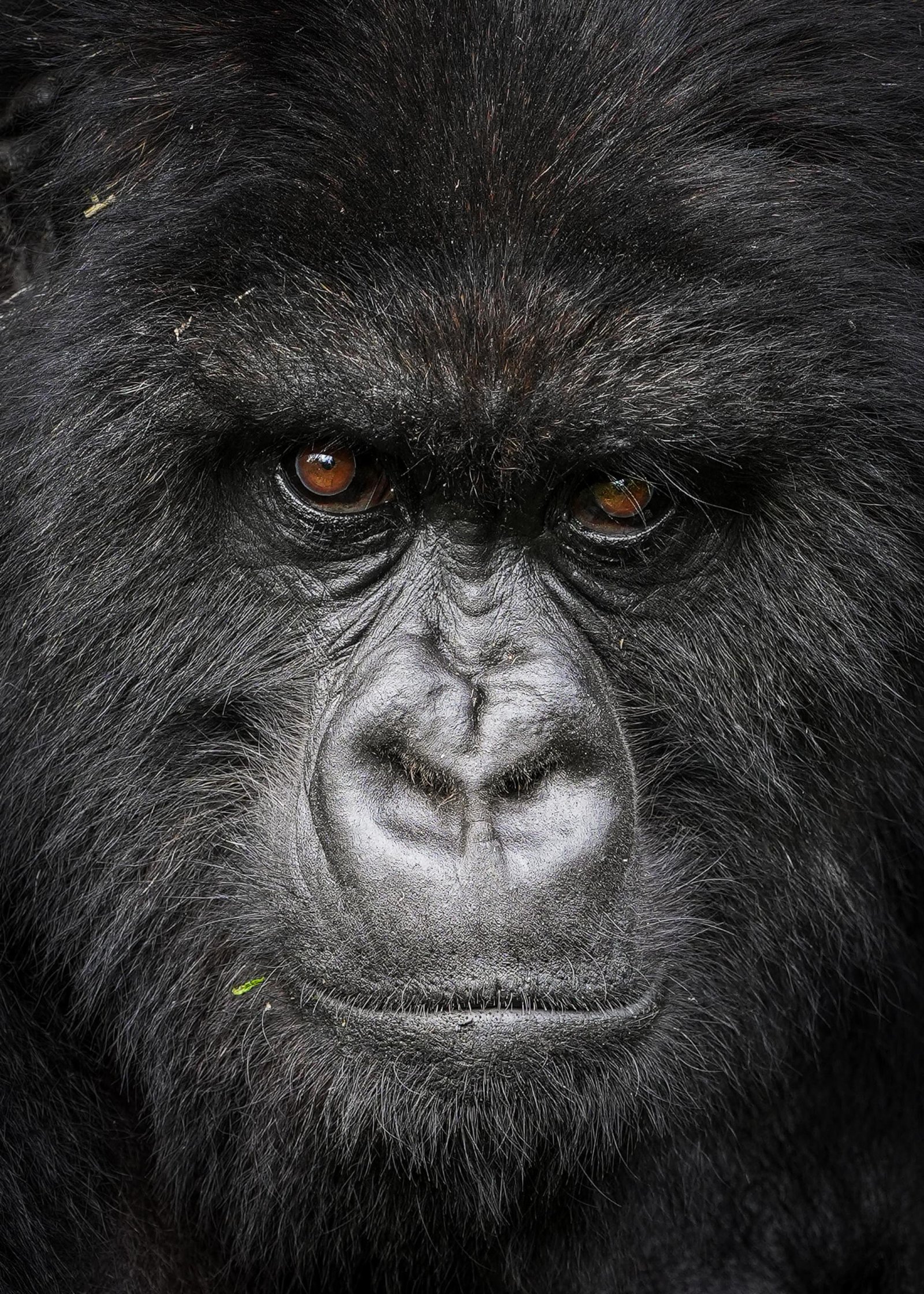 European Photography Awards Winner - Elder