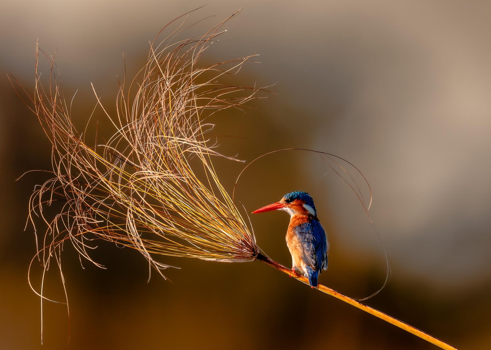 European Photography Awards Winner - Papyrus