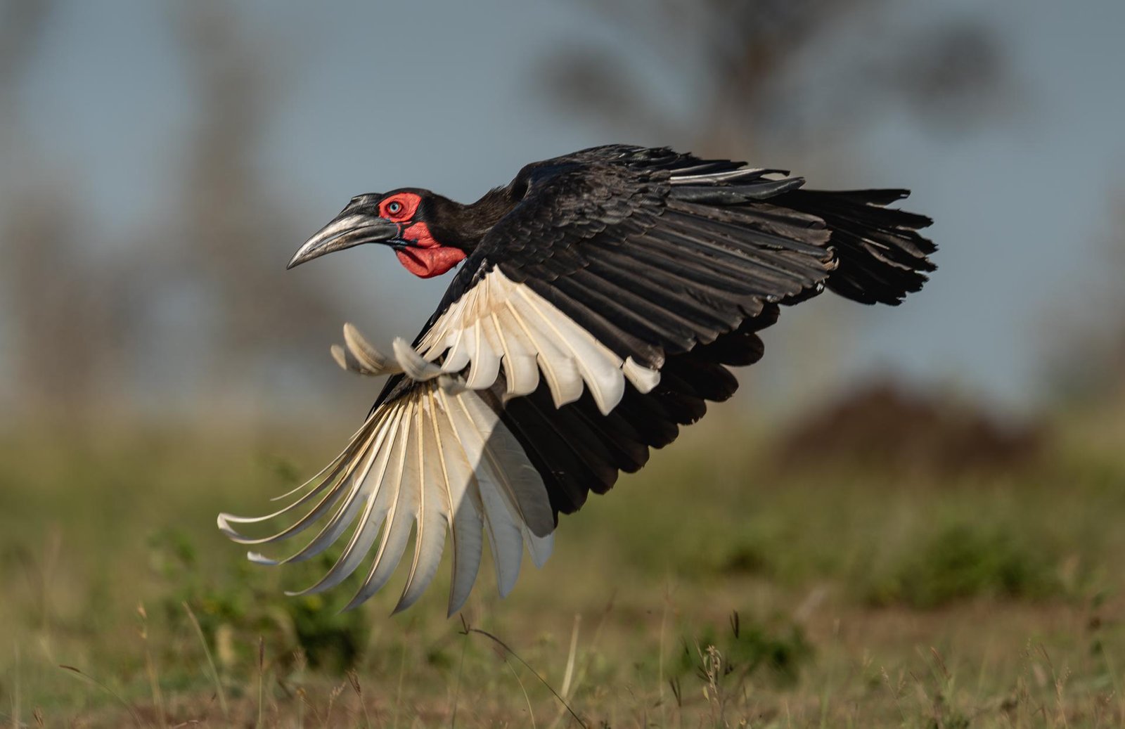 European Photography Awards Winner - Ground Hornbill Rising
