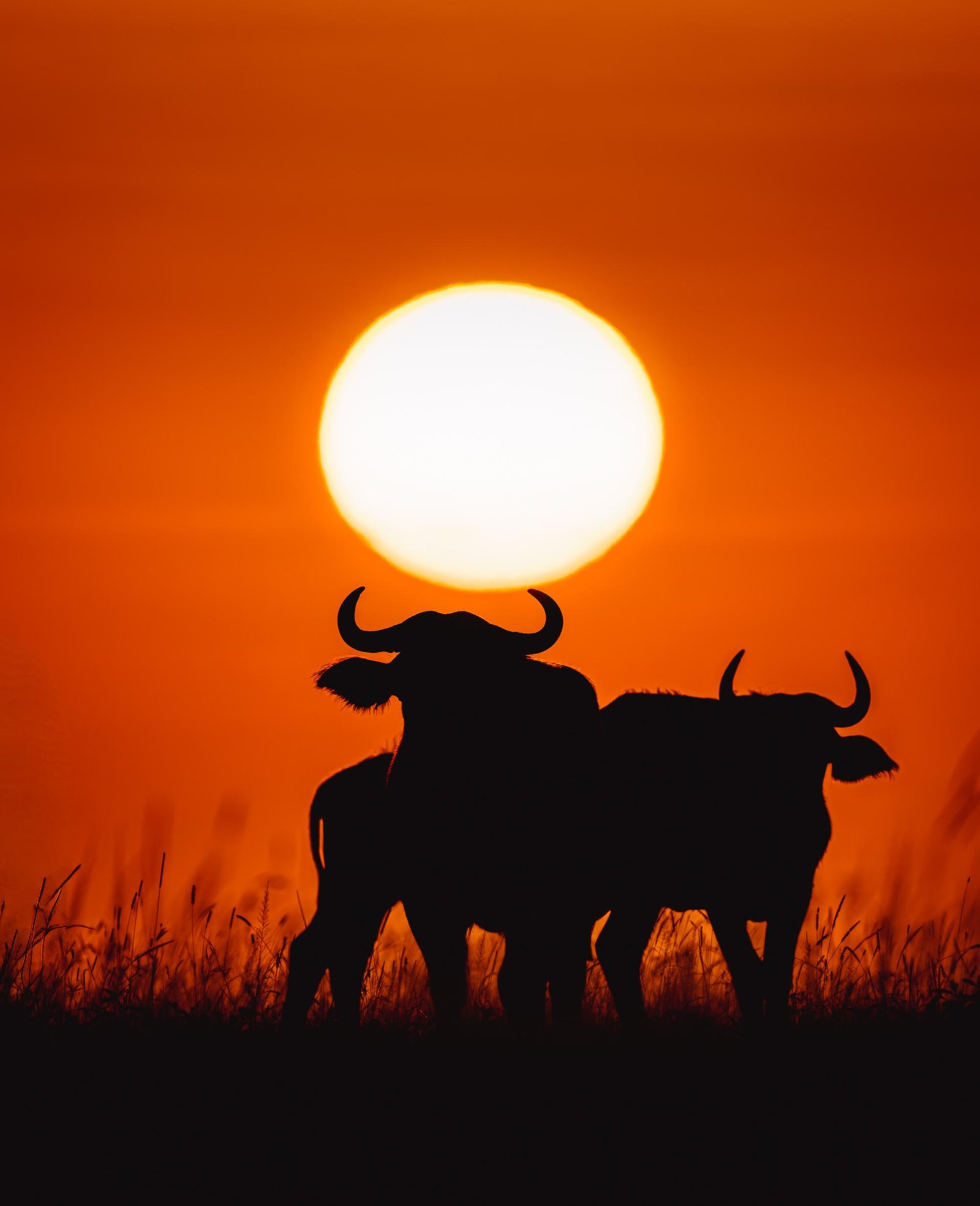 European Photography Awards Winner - Morning Shadows