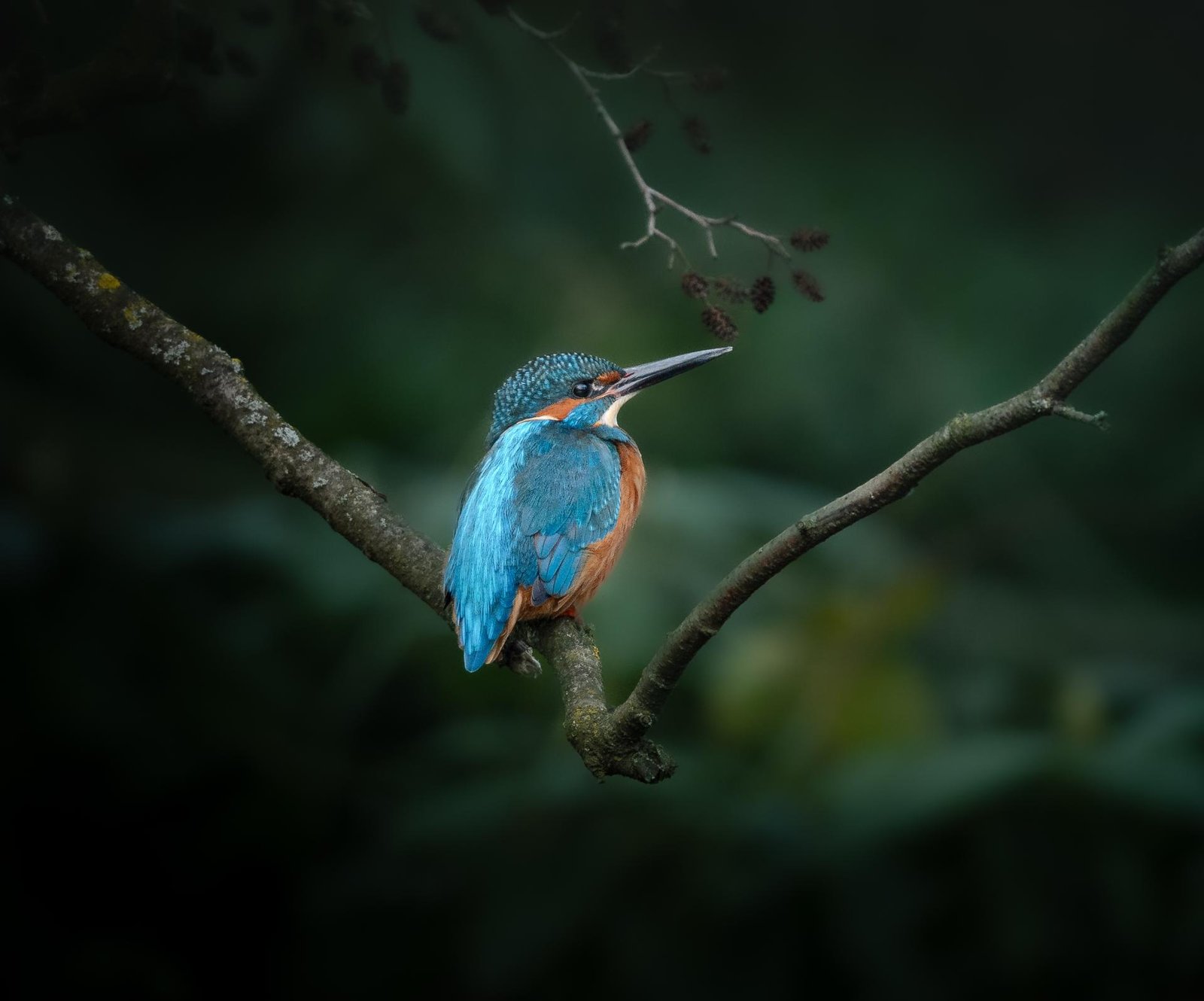 European Photography Awards Winner - Birds of Freedom