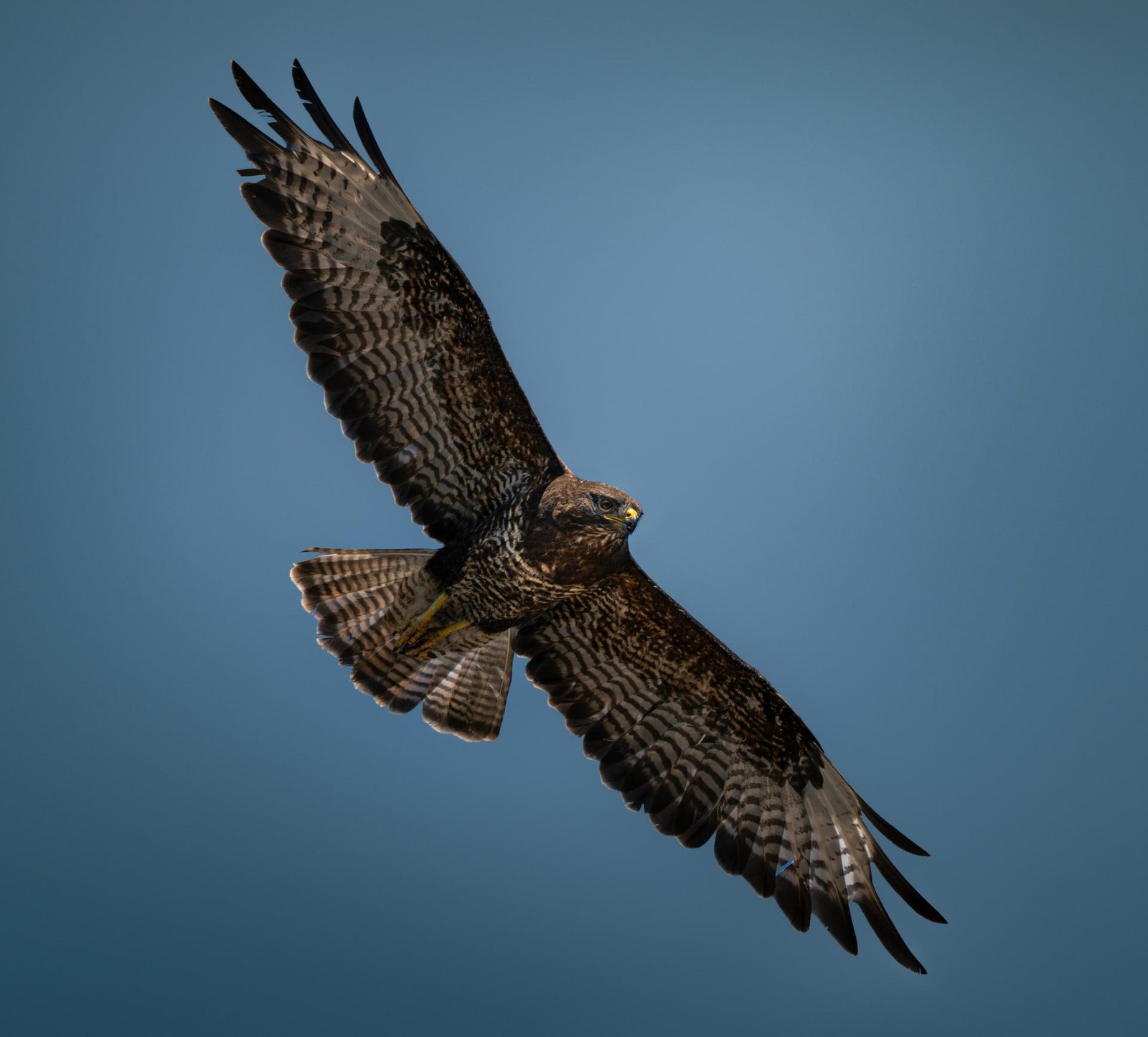 European Photography Awards Winner - Birds of Freedom