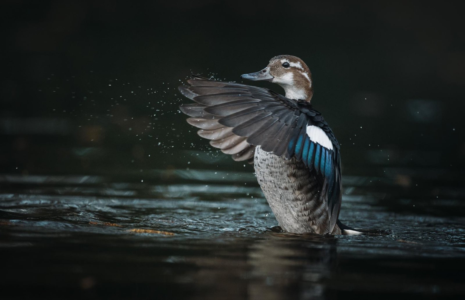 European Photography Awards Winner - Birds of Freedom
