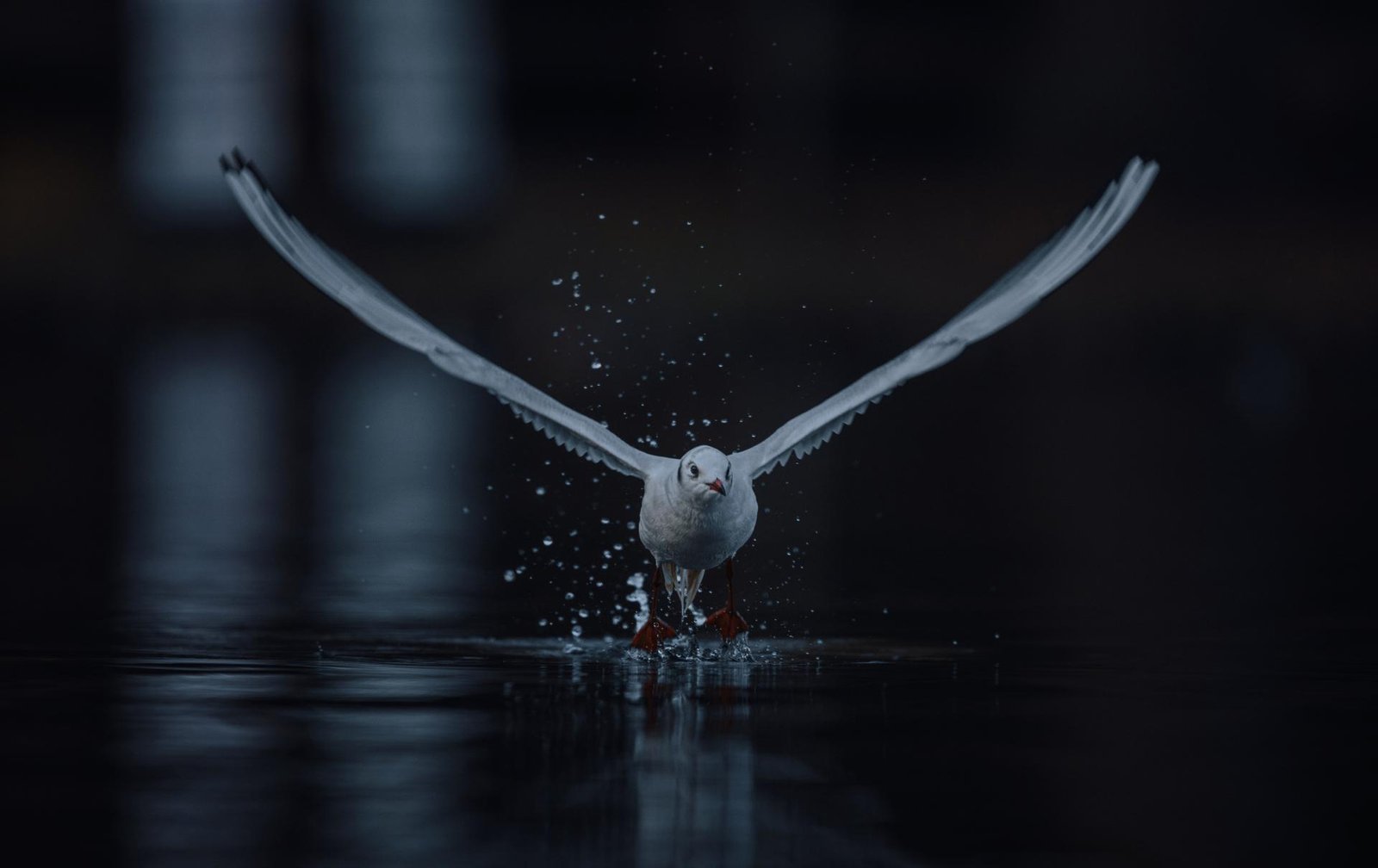 European Photography Awards Winner - Birds of Freedom