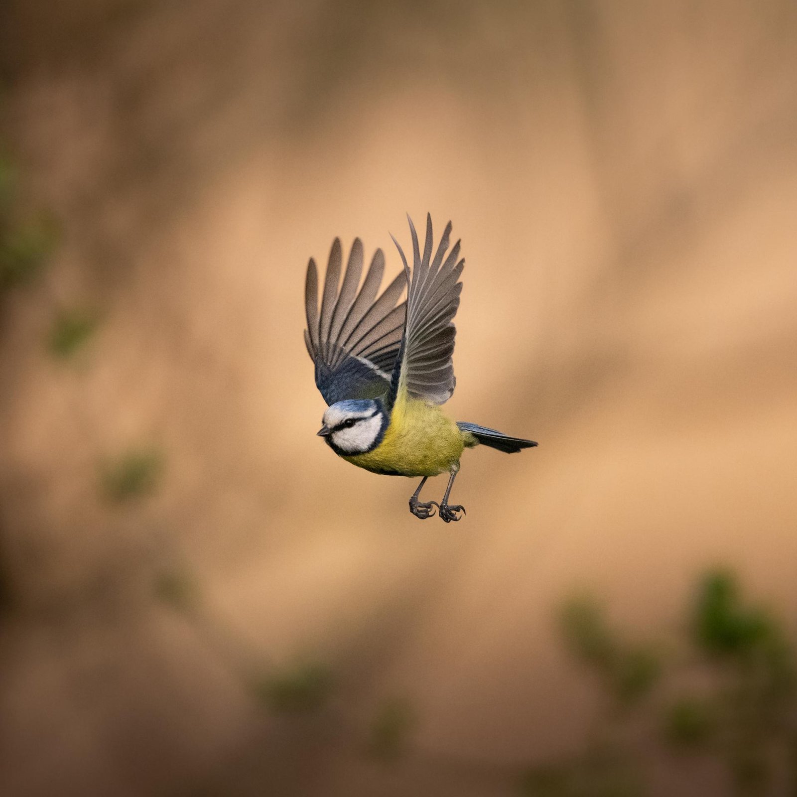 European Photography Awards Winner - Birds of Freedom