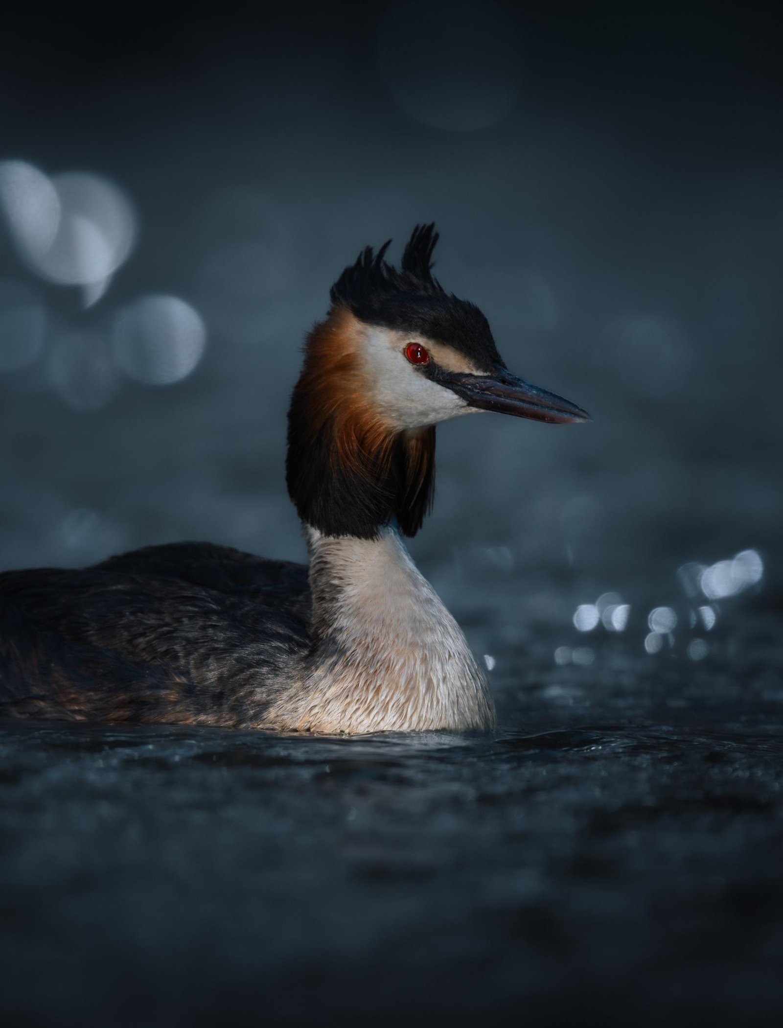 European Photography Awards Winner - Birds of Freedom
