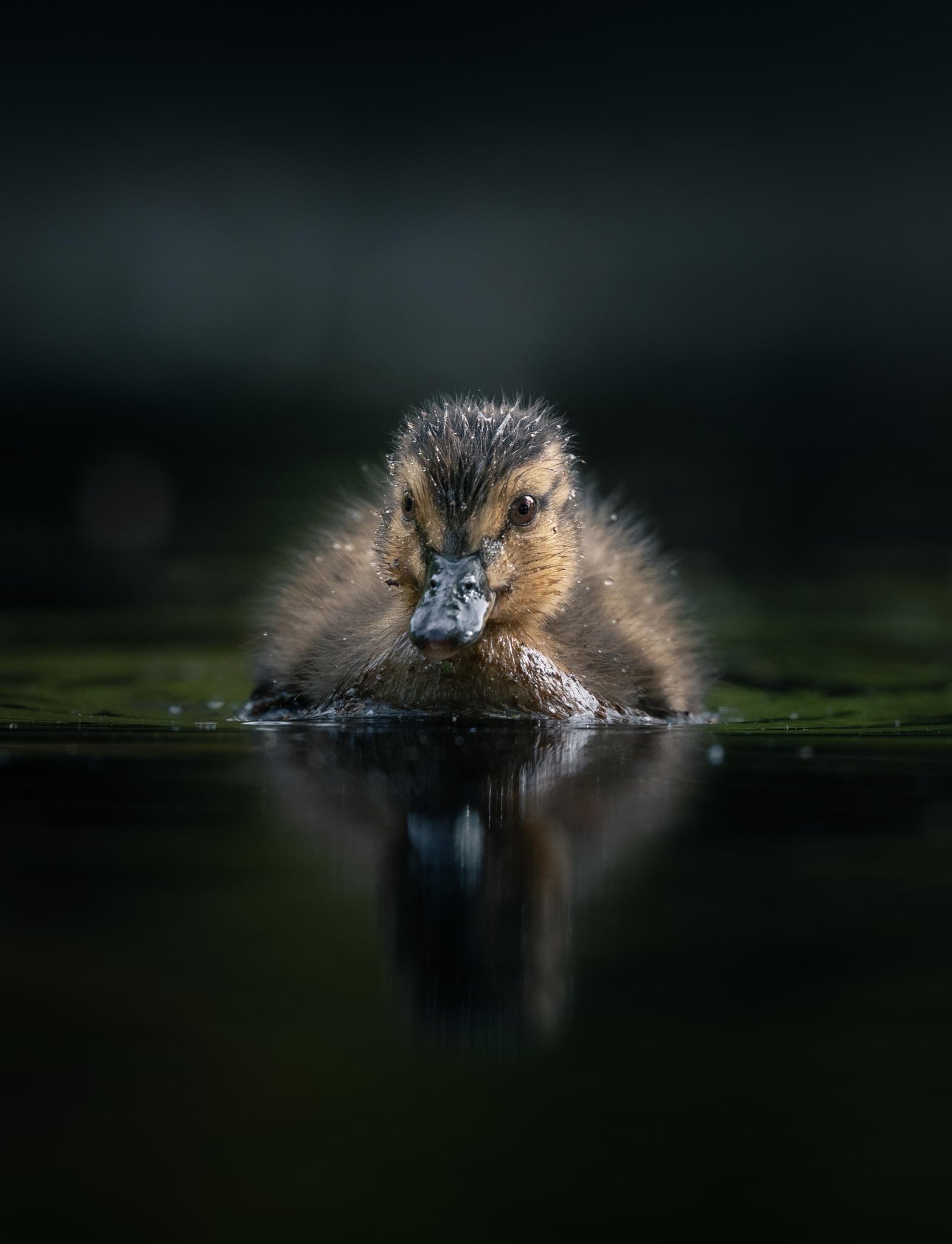 European Photography Awards Winner - Birds of Freedom