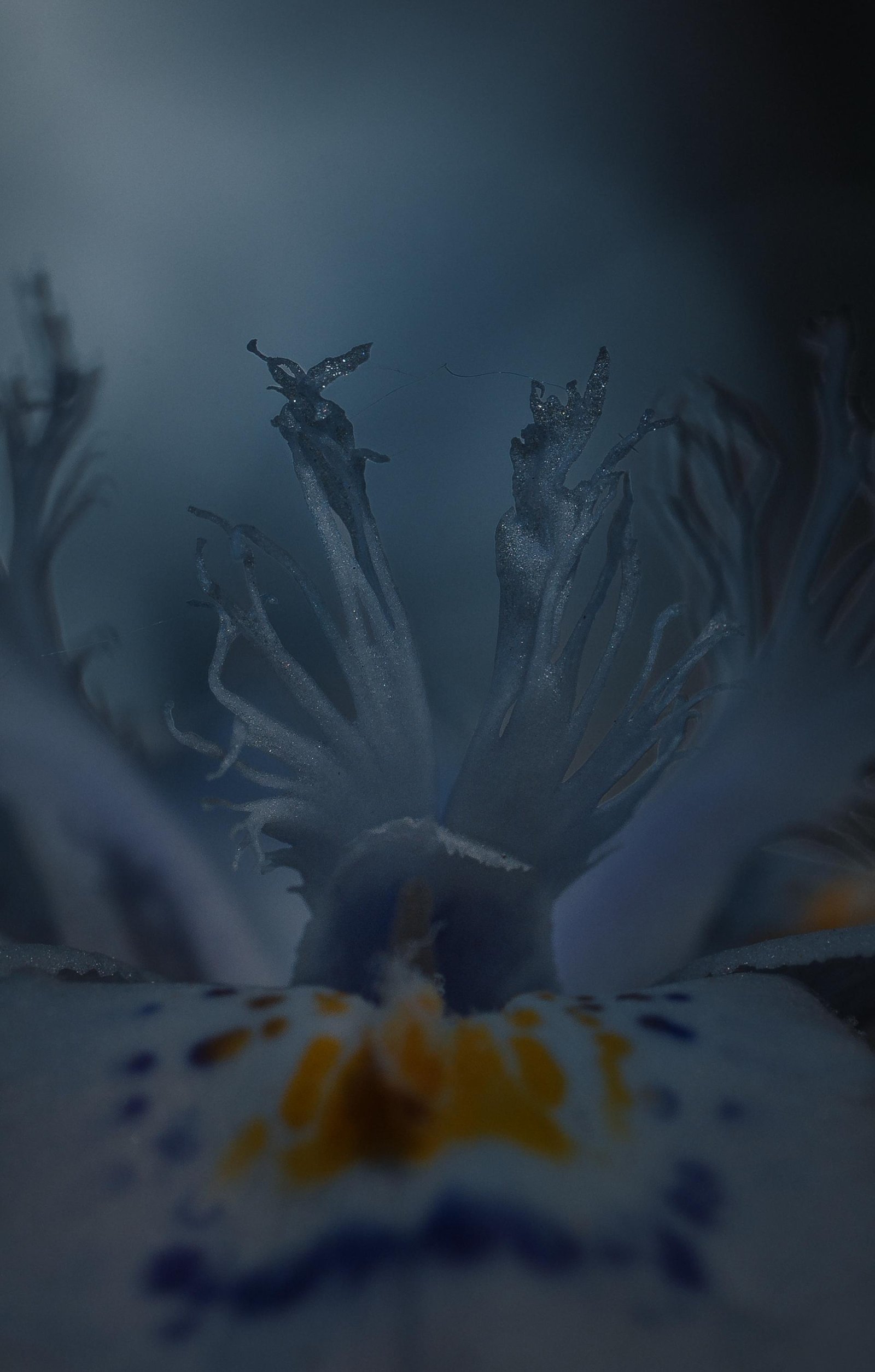 European Photography Awards Winner - Magic Does Exist