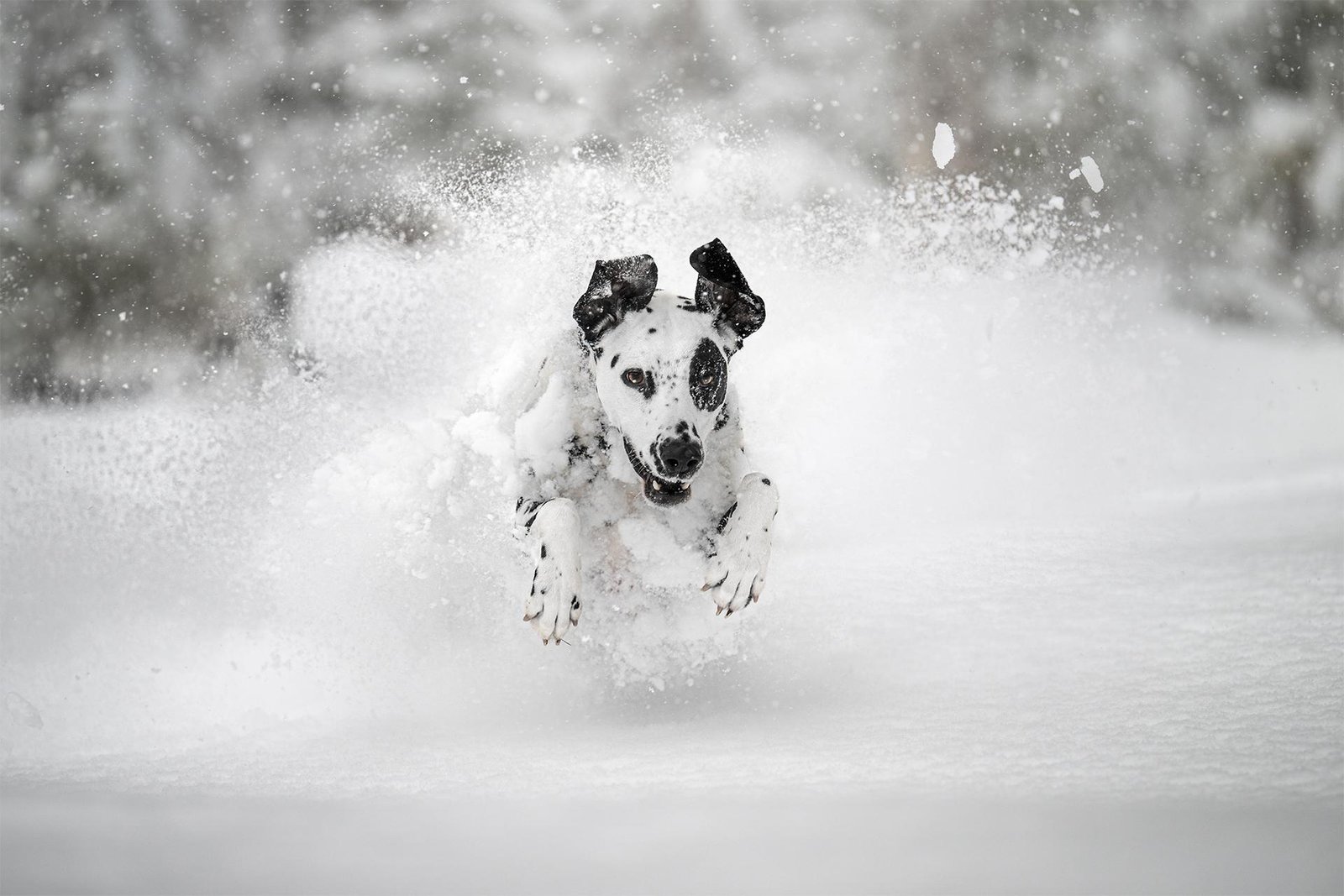 European Photography Awards Winner - Powdered Dreams