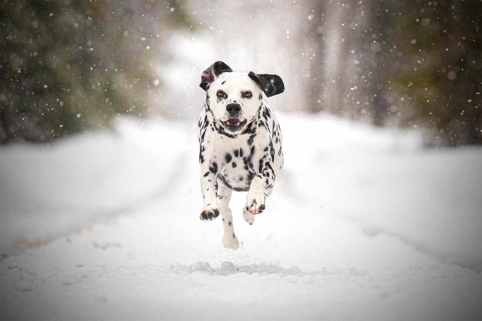 European Photography Awards Winner - Snowfall Sass