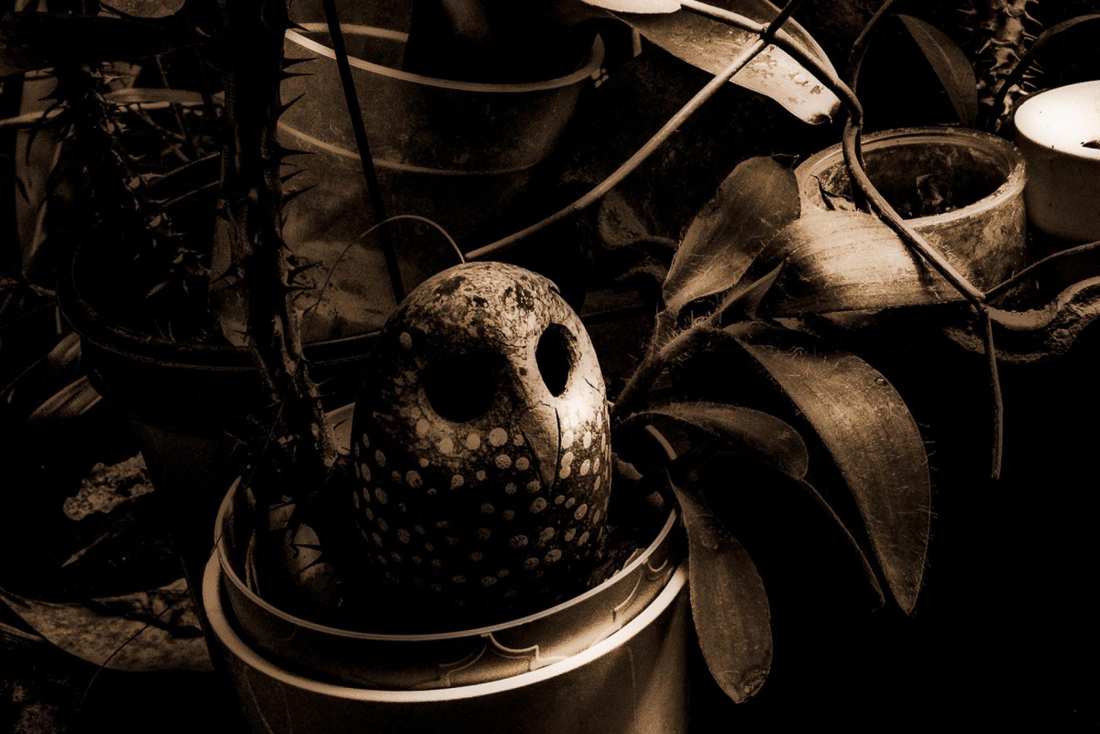 European Photography Awards Winner - The Liminal Garden
