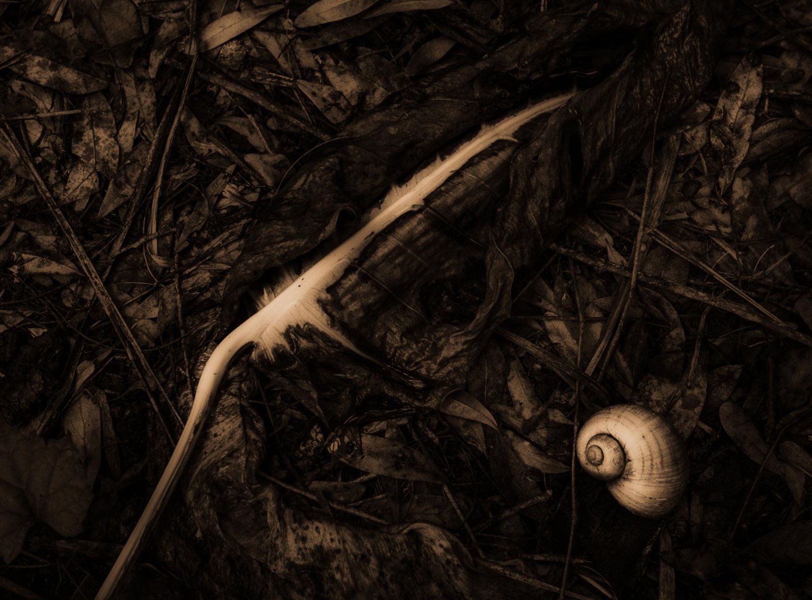 European Photography Awards Winner - The Liminal Garden