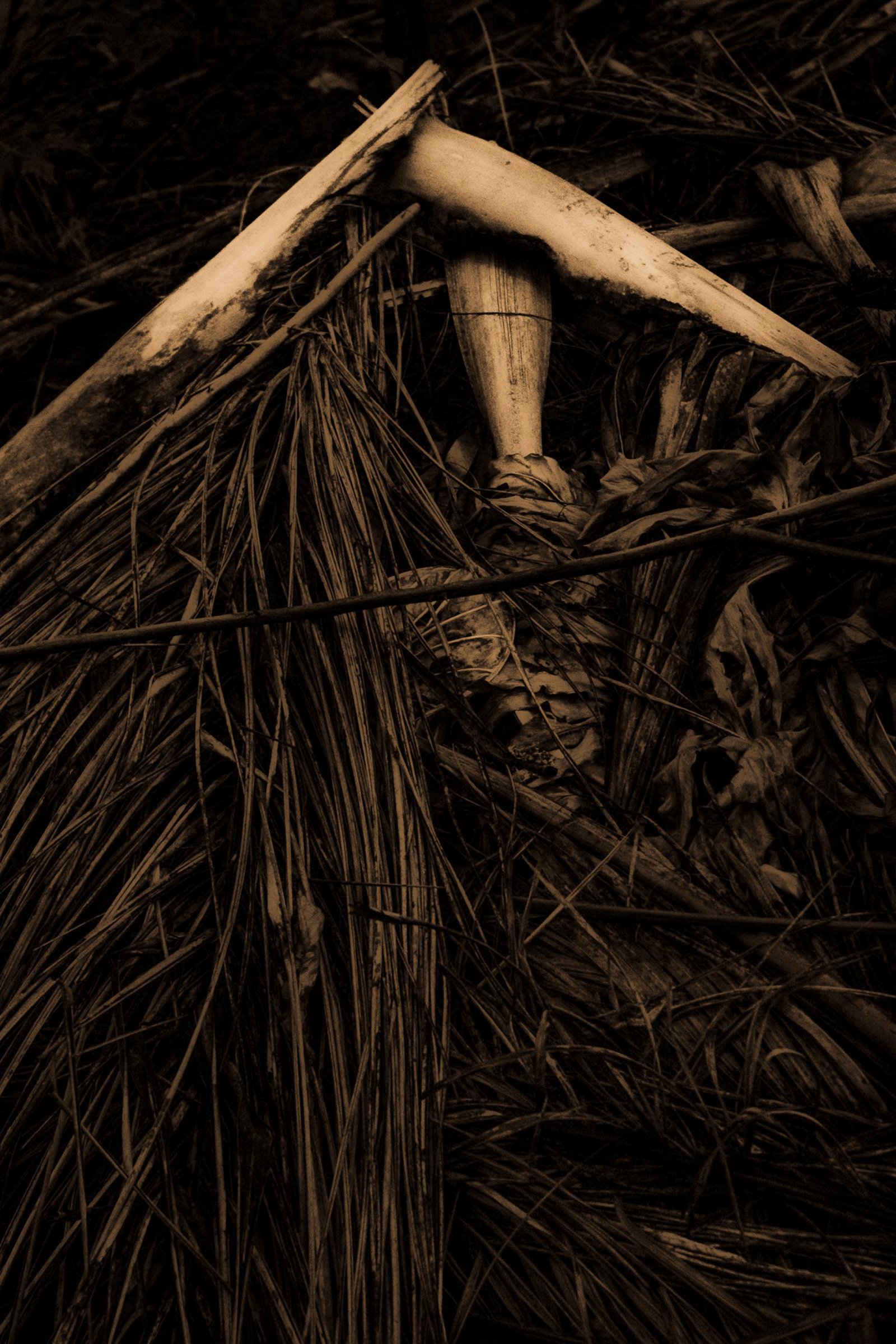 European Photography Awards Winner - The Liminal Garden