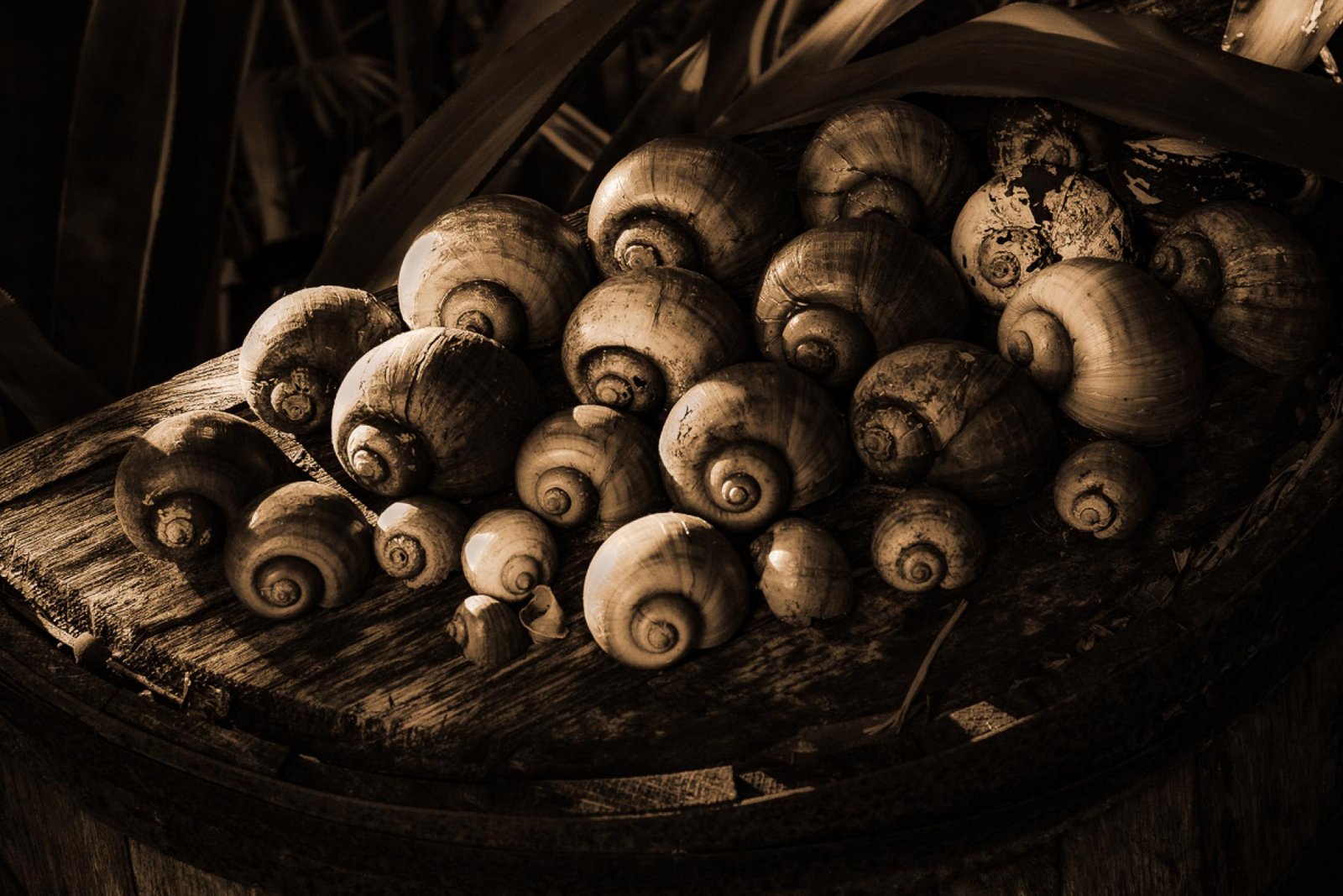 European Photography Awards Winner - The Liminal Garden