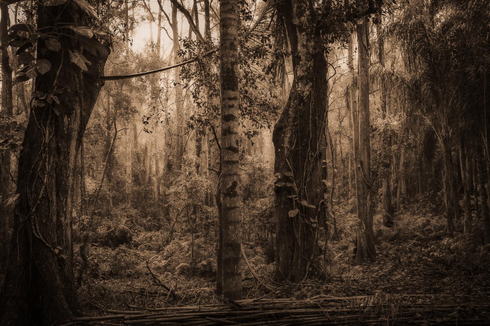 European Photography Awards Winner - These Woods I Walk