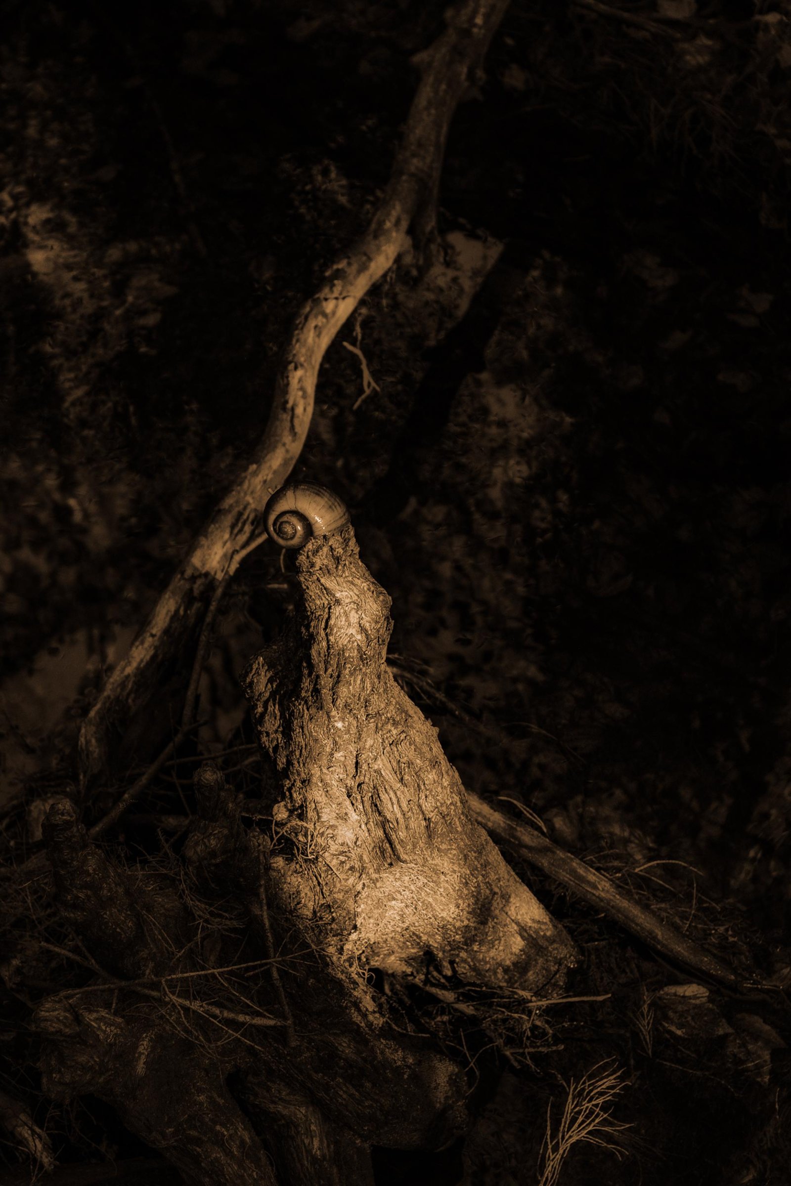European Photography Awards Winner - These Woods I Walk