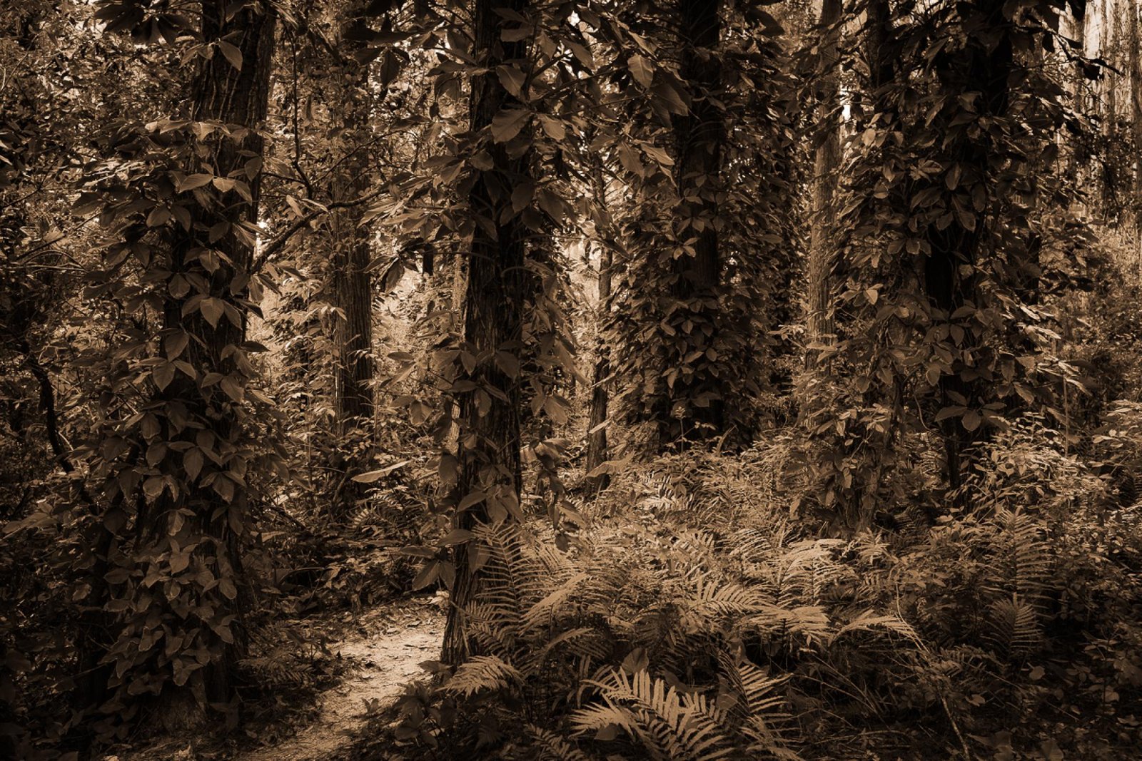 European Photography Awards Winner - These Woods I Walk