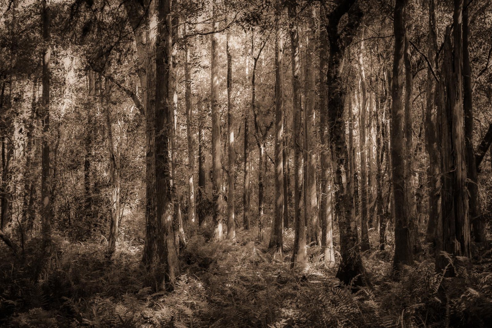 European Photography Awards Winner - These Woods I Walk