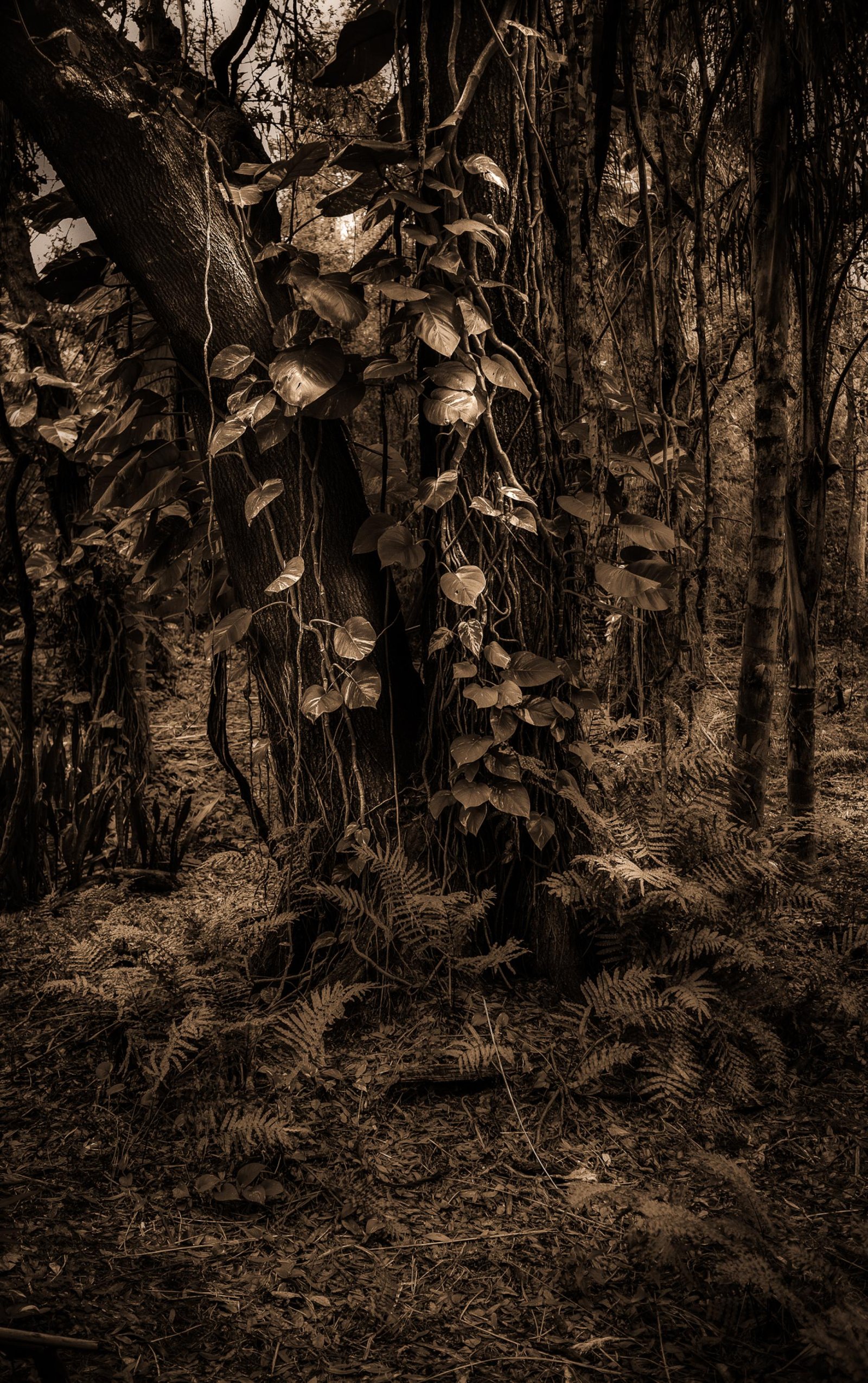 European Photography Awards Winner - These Woods I Walk