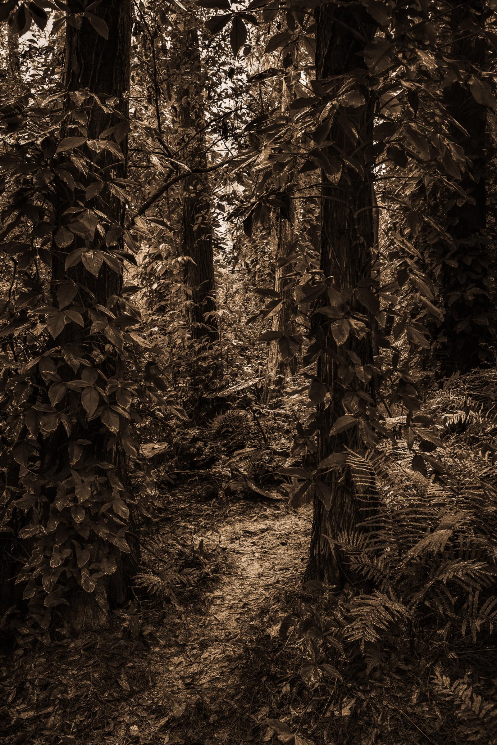 European Photography Awards Winner - These Woods I Walk