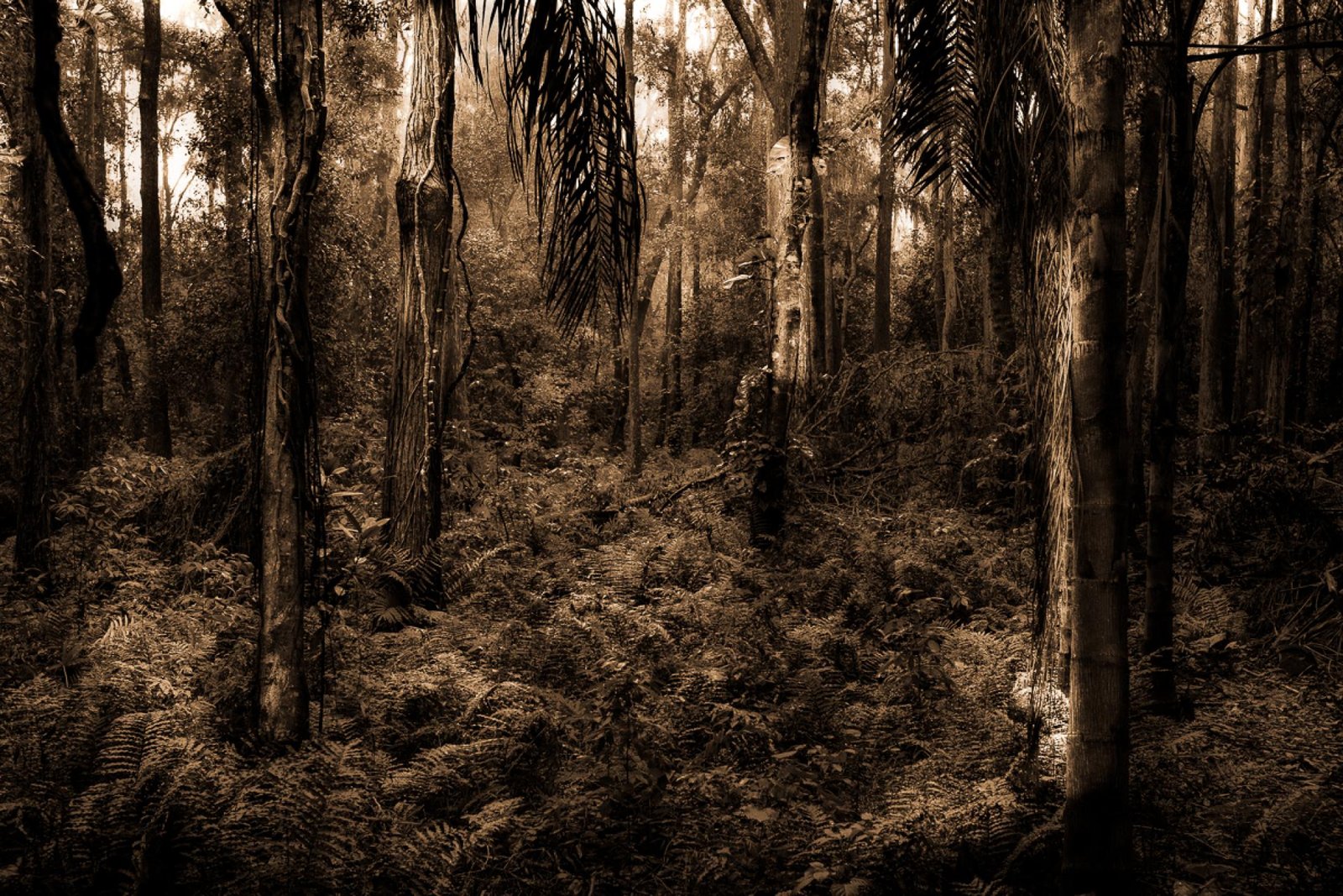 European Photography Awards Winner - These Woods I Walk
