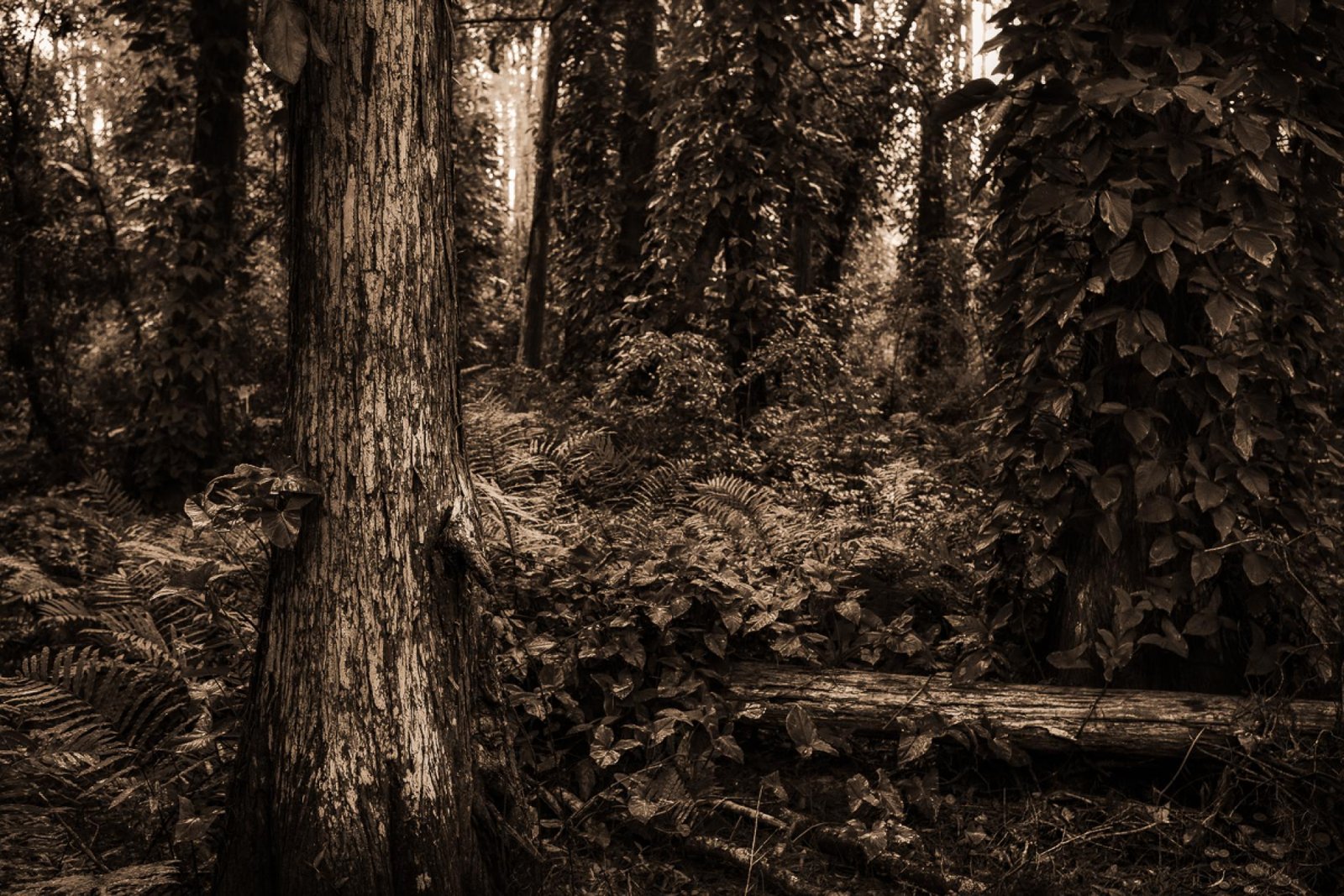 European Photography Awards Winner - These Woods I Walk