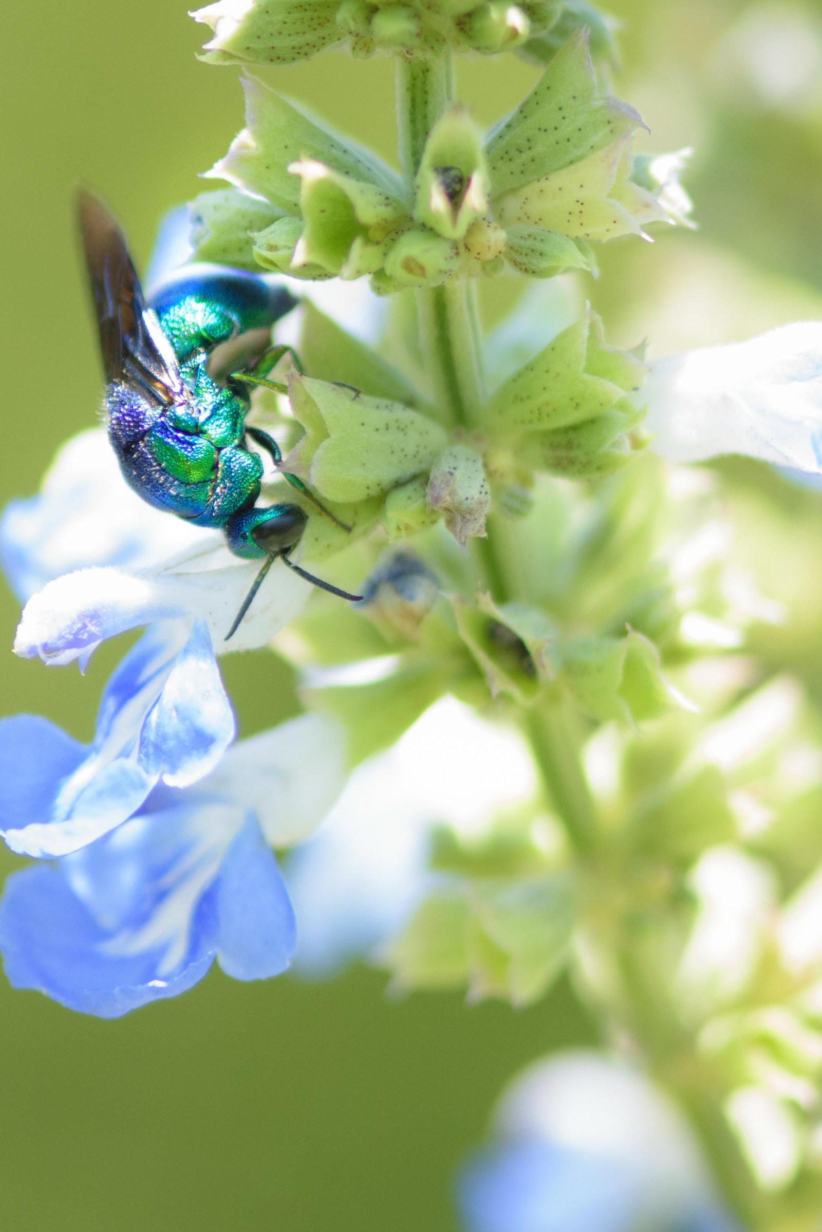 European Photography Awards Winner - A blue angel descended from the light