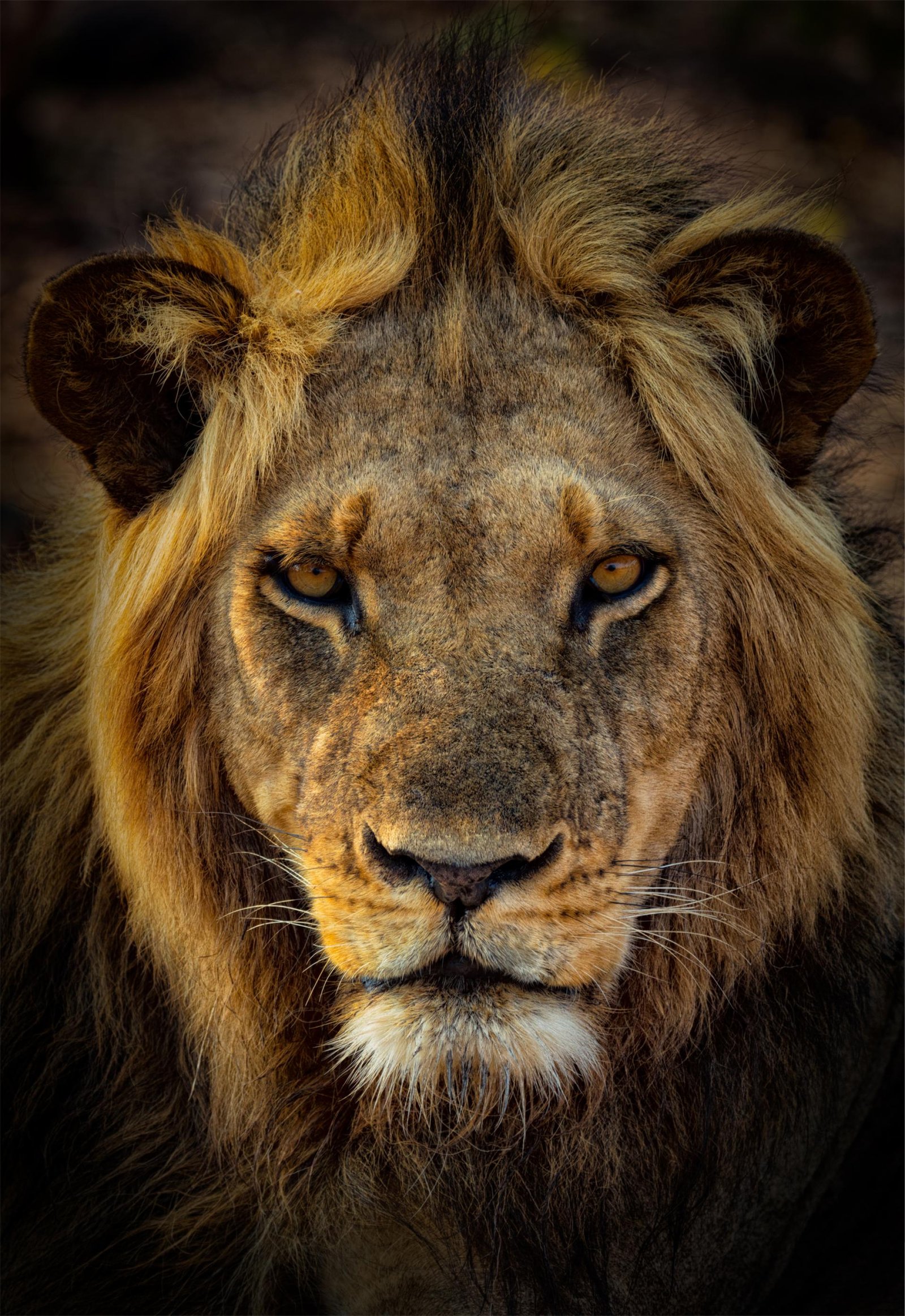 European Photography Awards Winner - Pride