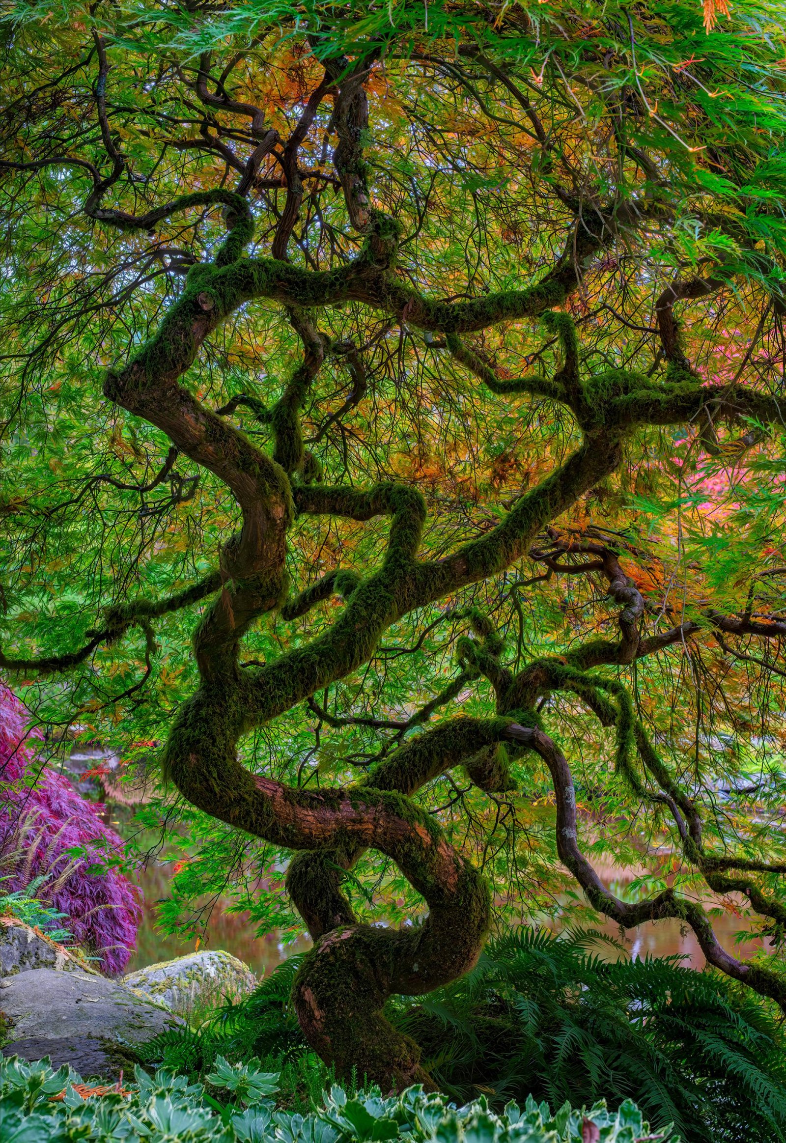European Photography Awards Winner - Tree of Endurance