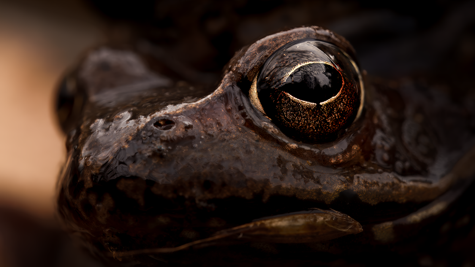European Photography Awards Winner - The Eye of the Wild